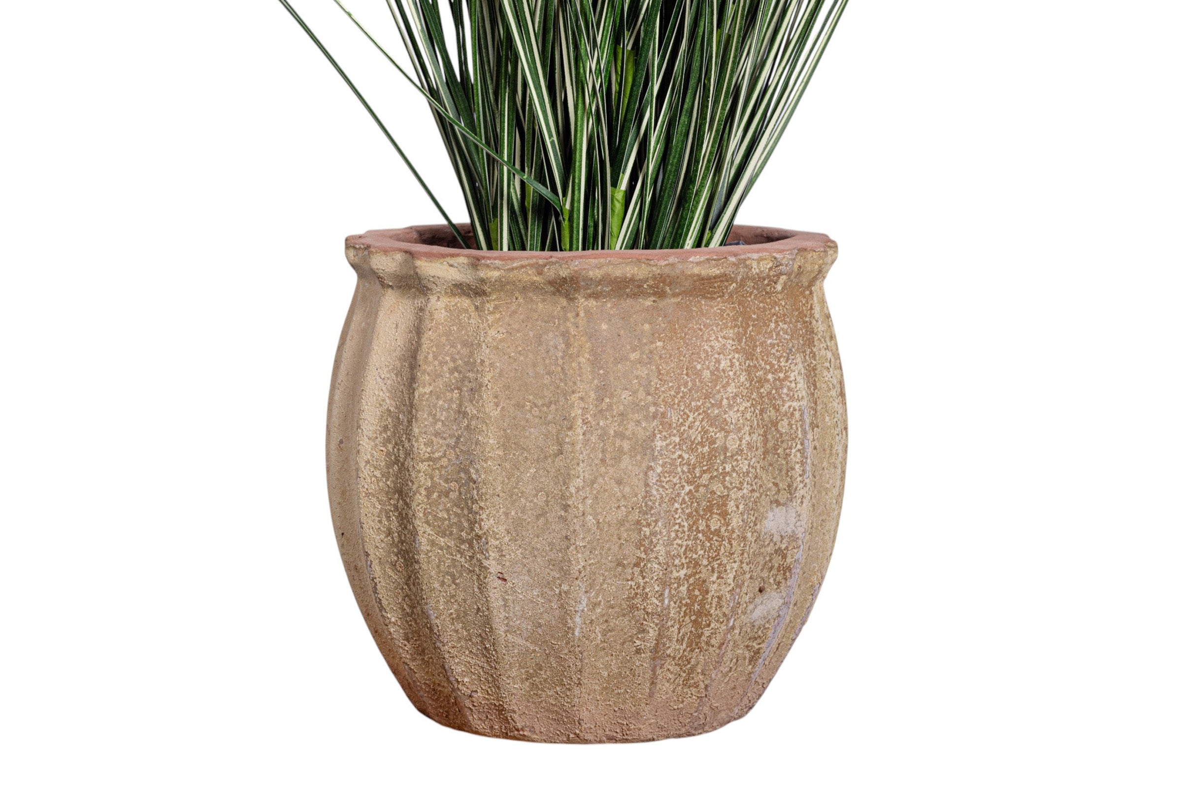 40" Variegated Grass in Small Titus Planter with Mood Moss PC1517CN1388SM