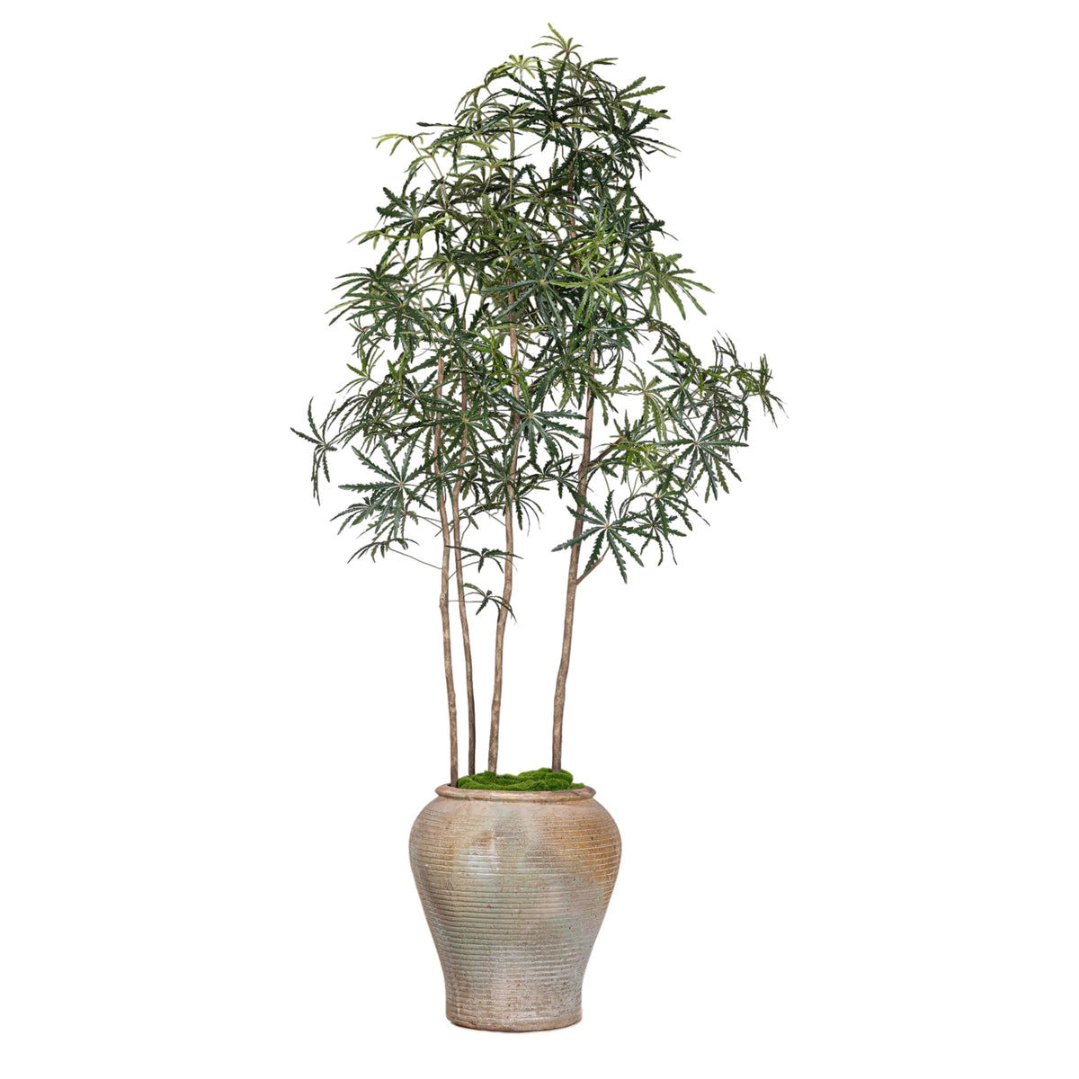10' False Aralia Trees in Eros Planter with 1-2" Mixed Rock PC1435CN1389