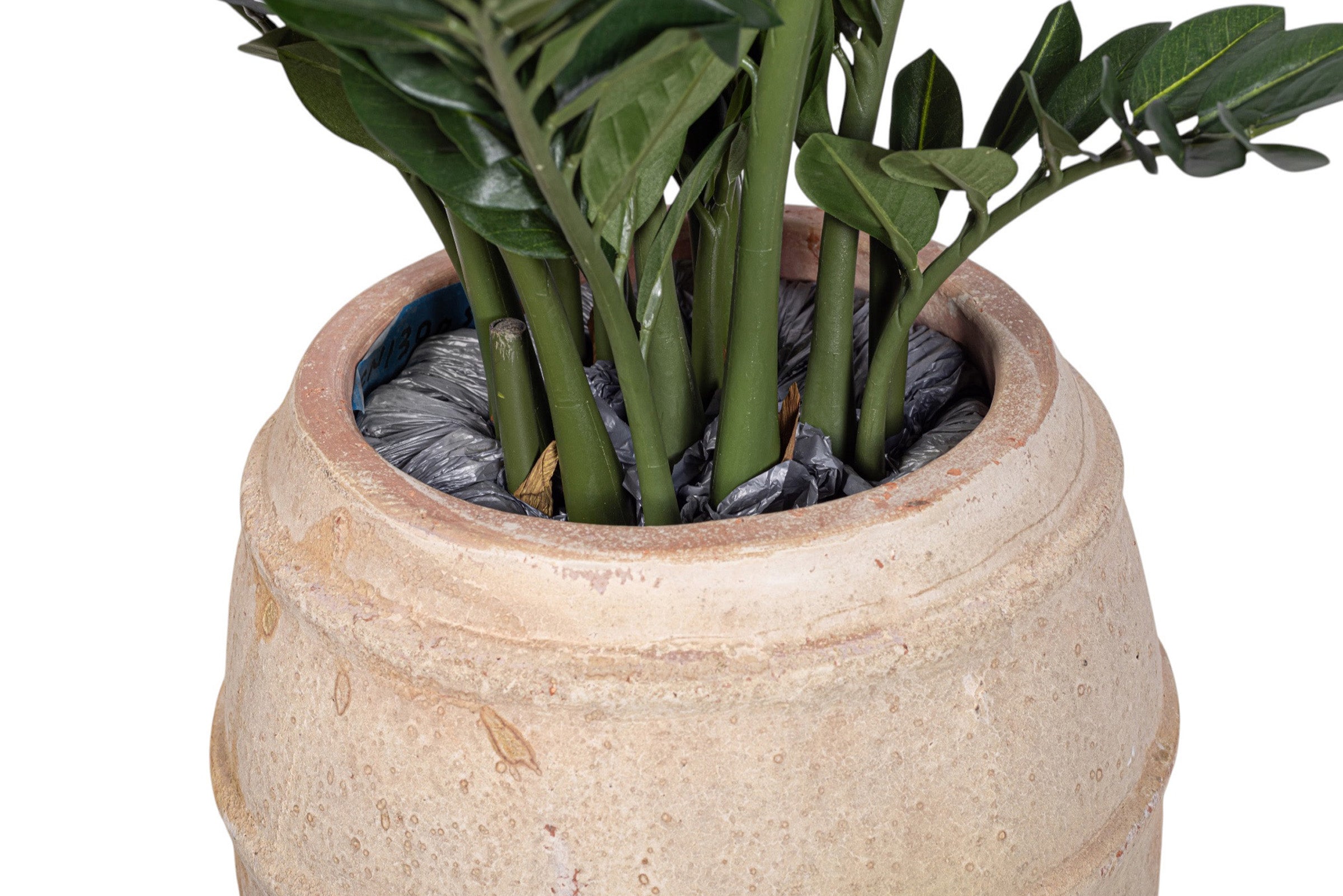 5' ZZ Plant in Zara Planter with .5-1" Mixed Rock PC1179CN1400SM