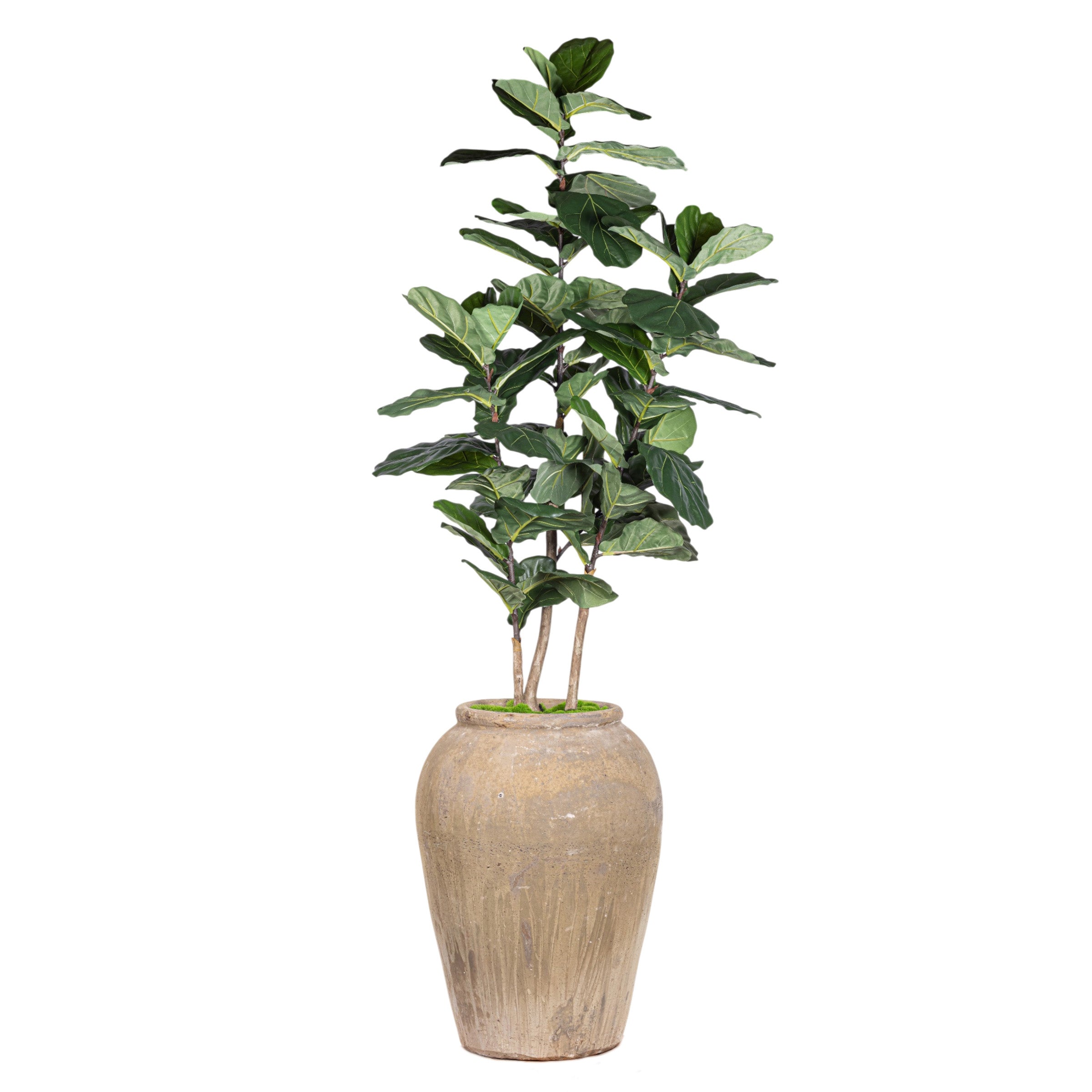 8.5' Fiddle in Calypso Planter with Spanish Moss PC1407CN1376WH
