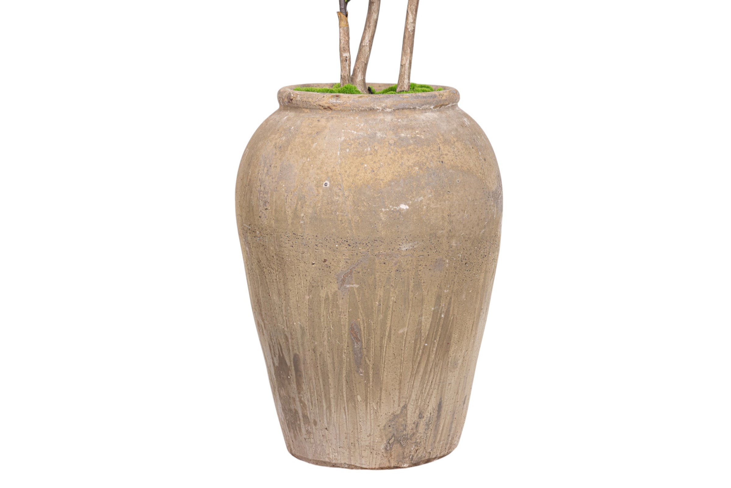 8.5' Fiddle in Calypso Planter with Spanish Moss PC1407CN1376WH