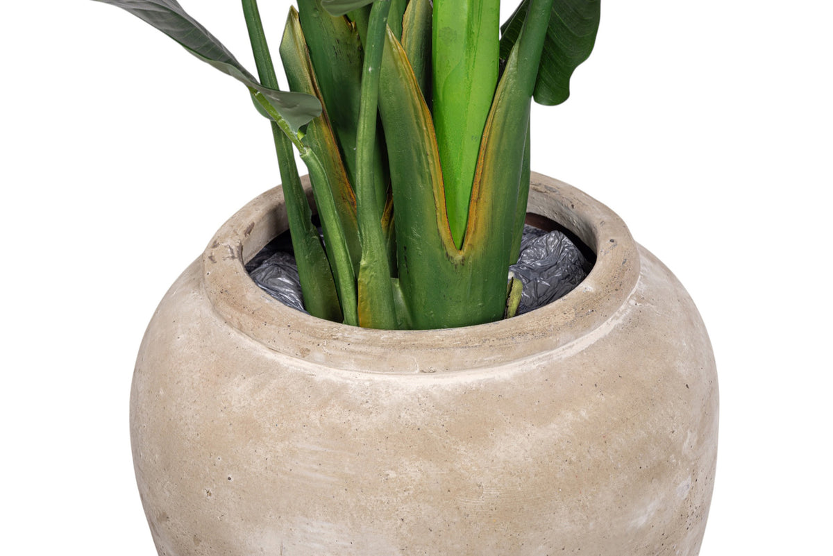 6' Bird of Paradise in Small Lynus Planter with Sheet Moss PC1468CN1381SM