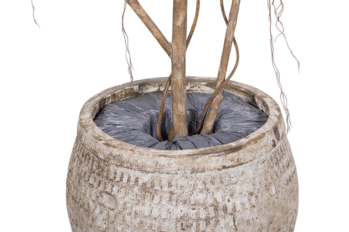 9' Audrey Ficus in Small Sable Planter with Underplanting #21 PC1433CN1436SM