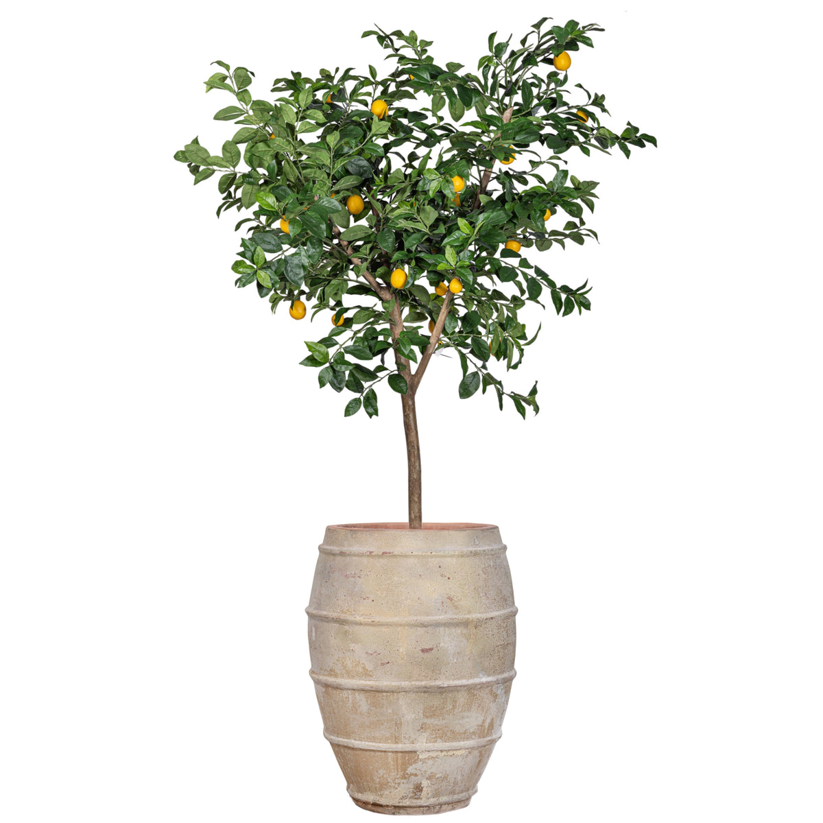 7' Lemon Tree in Large Zara Planter with 1-2" Mixed Rock PC1293CN1400LG