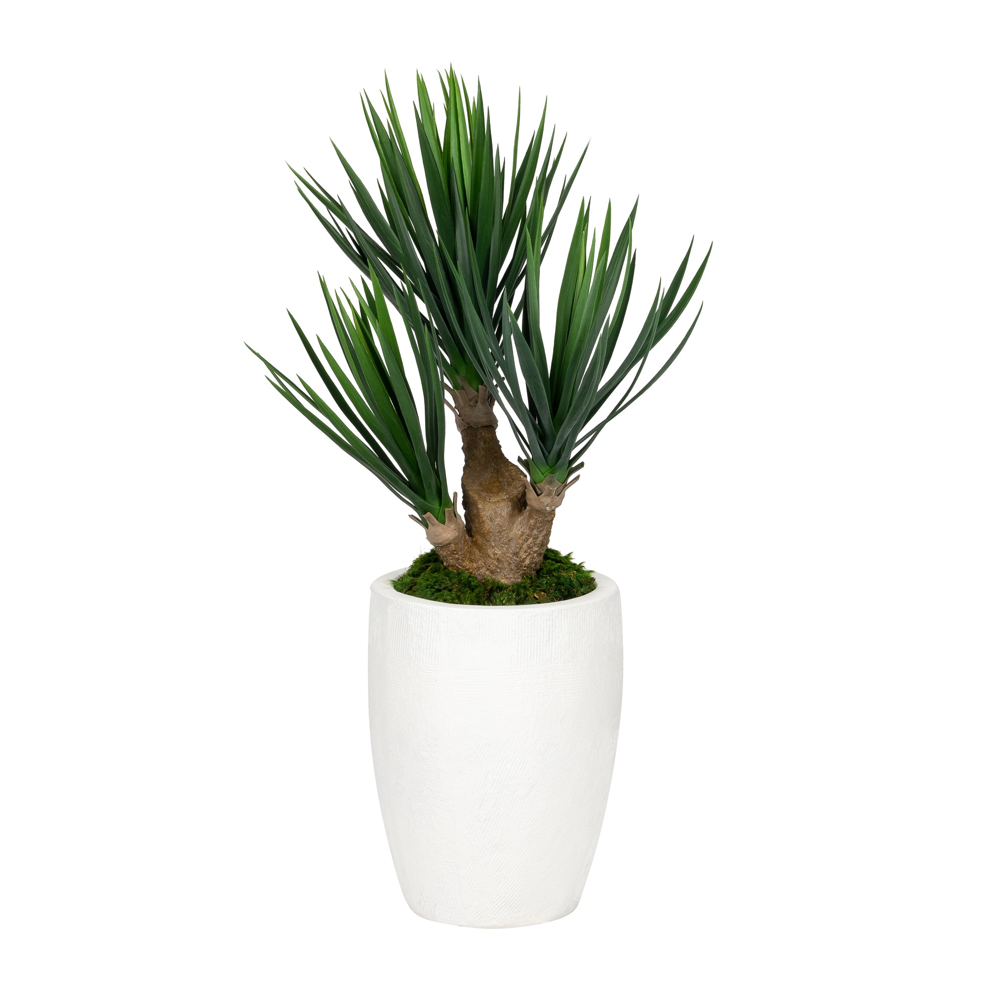 13.5" Milani Planter with Yucca Arrangement AR1686