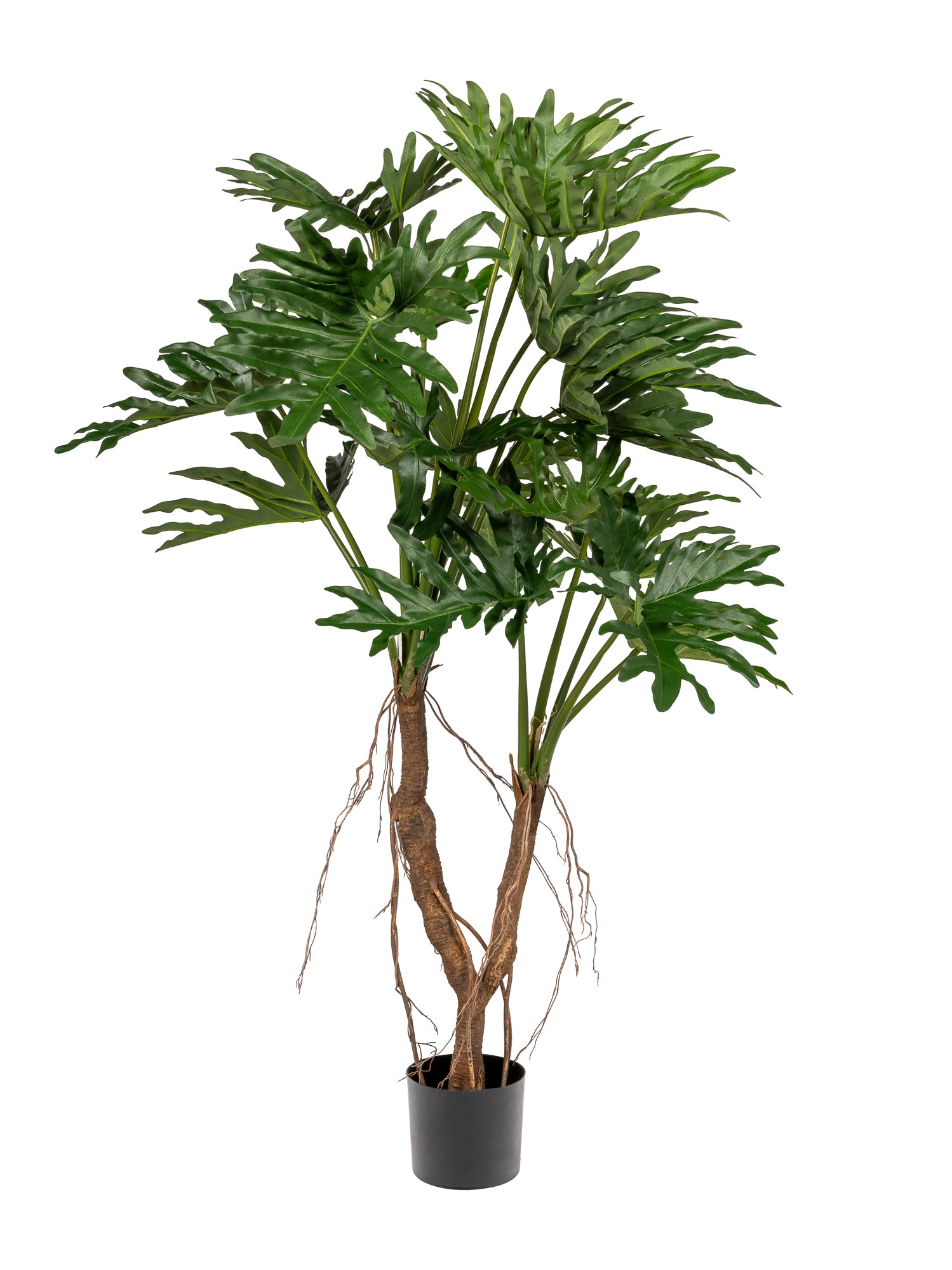 5 philodendron selloum plant 5' Philodendron Selloum- UV Protected FP1301