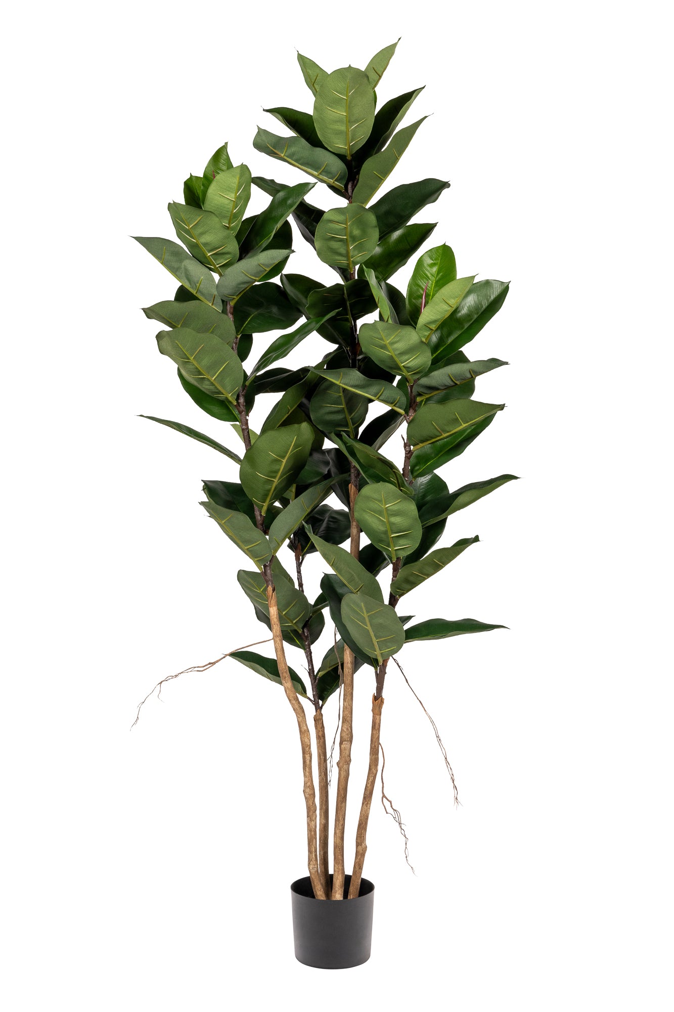 rubber tree stem 6' Rubber Tree