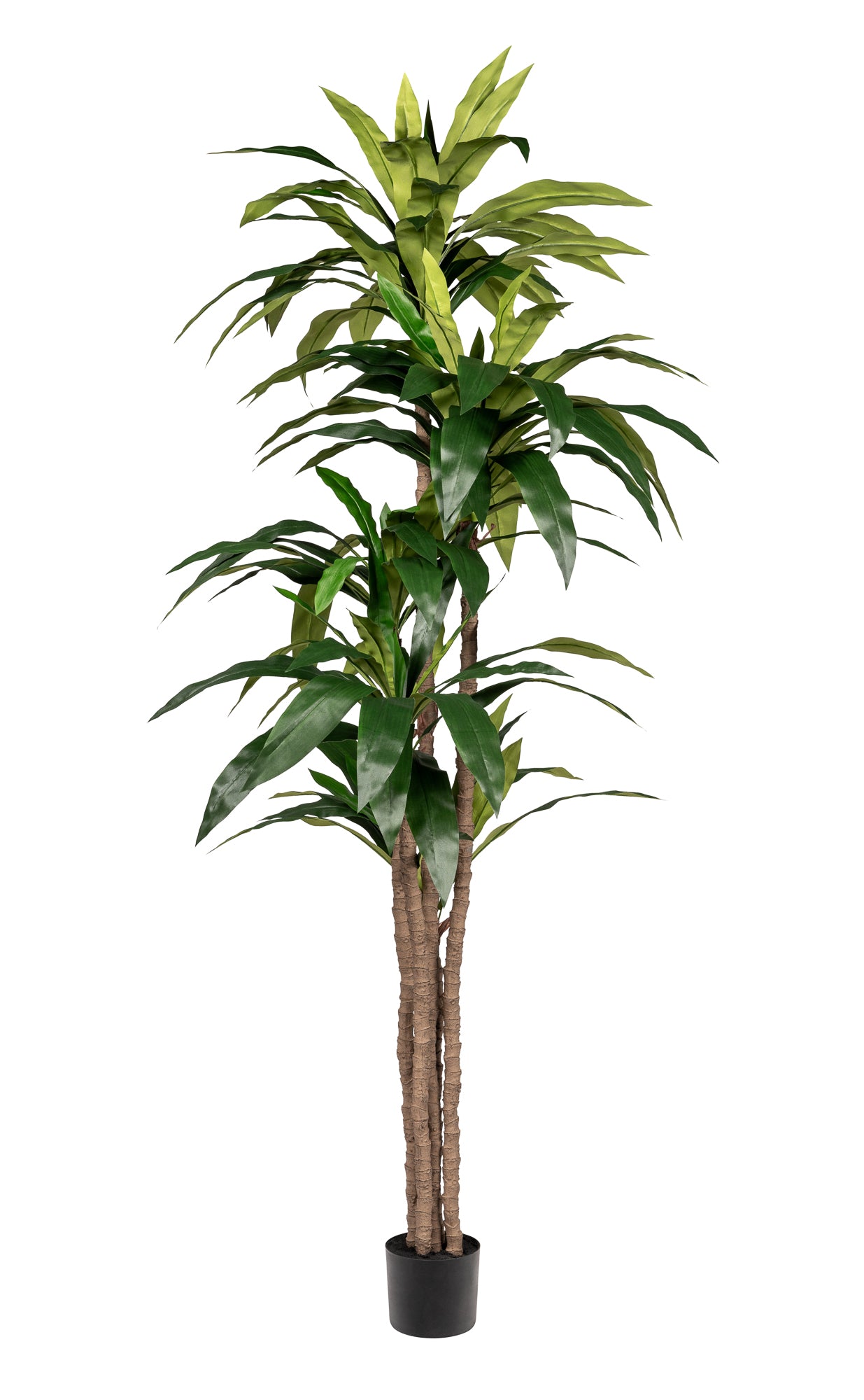 7' Dracaena Tree- UV Treated FP1317