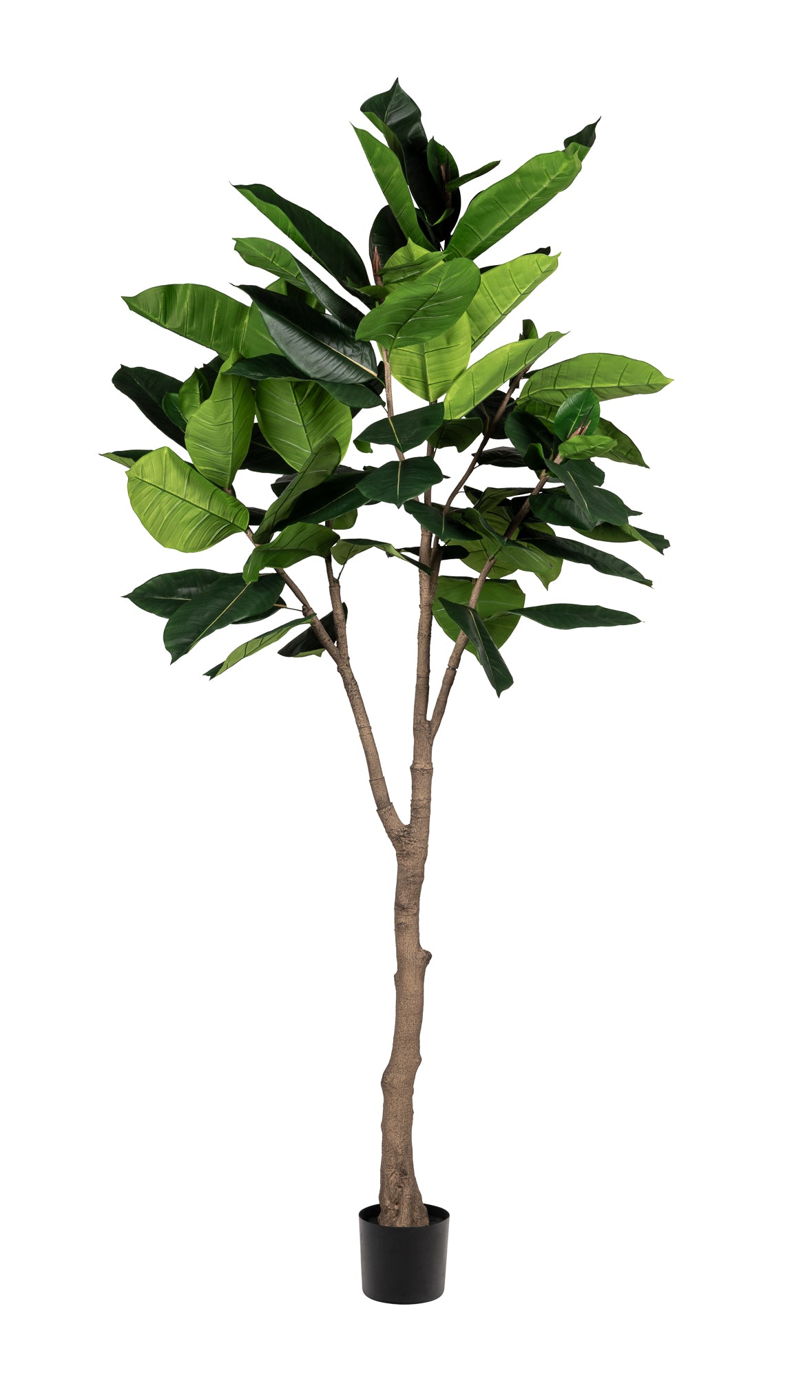 8' Rubber Tree- UV Treated    FP1318