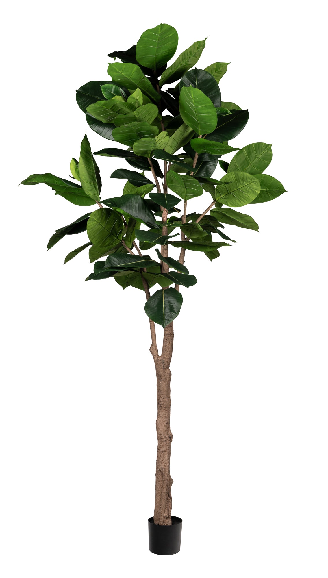 rubber tree stem 9' Rubber Tree