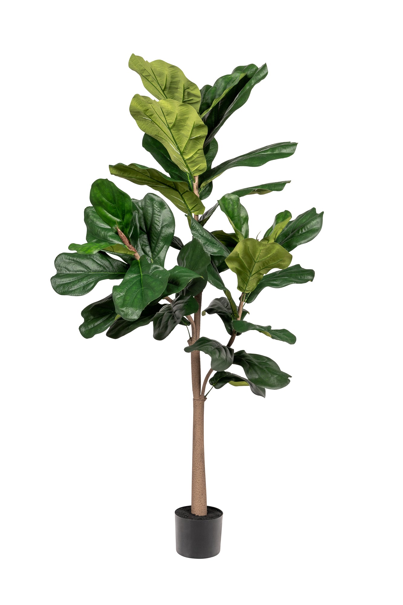 5' Fiddle Leaf Fig - UV Treated   FP1323