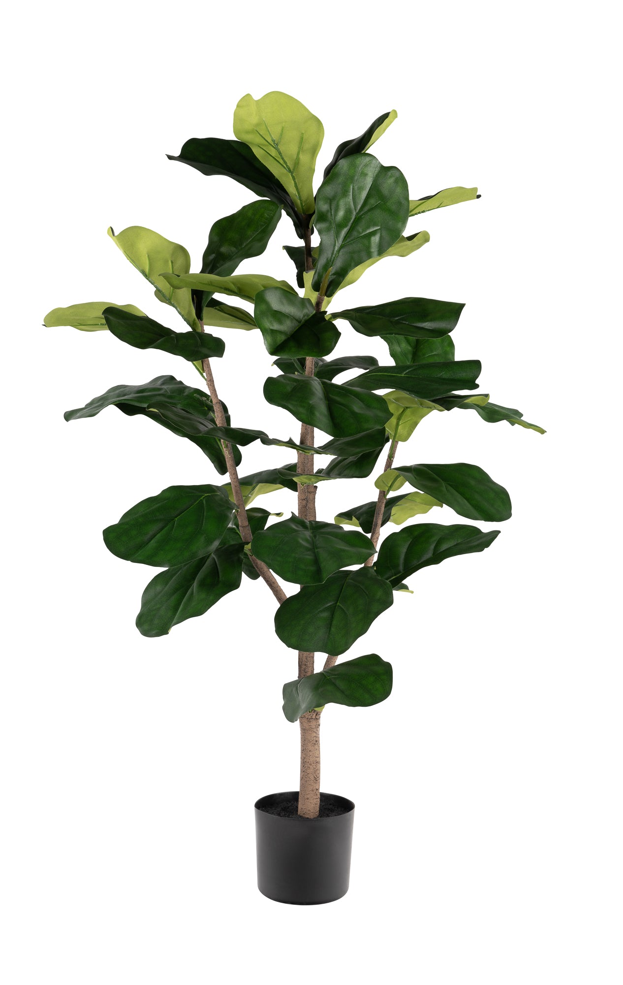 3' Fiddle Leaf Fig - UV Treated FP1326