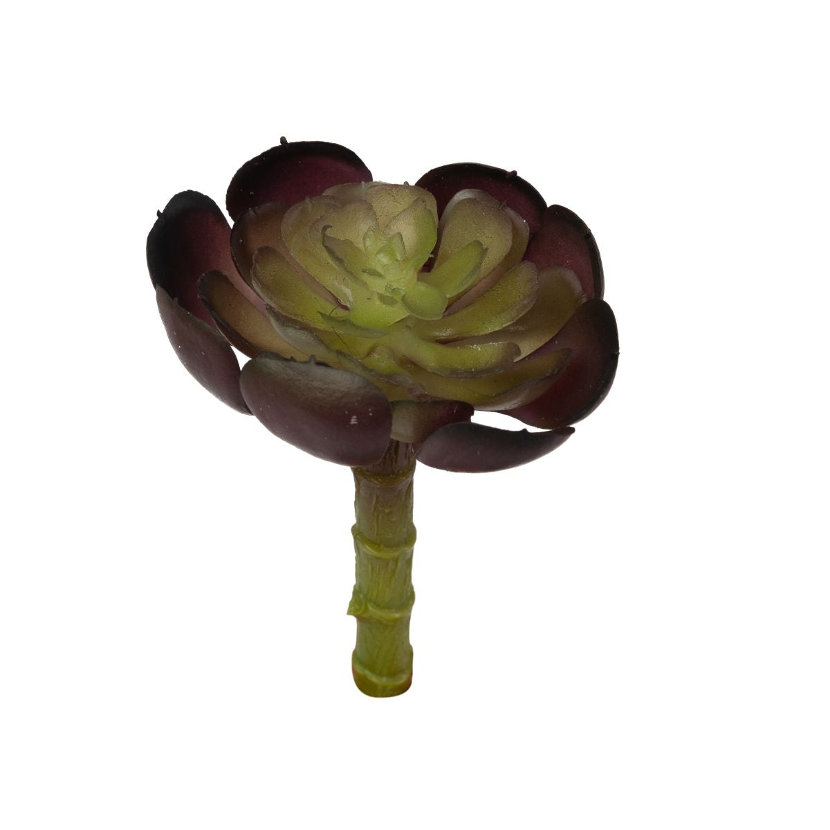 4" Baby Echeveria Pick-Burgundy SF1052