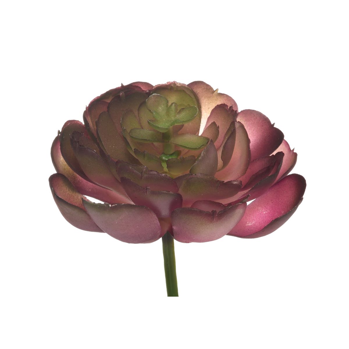 4” Echeveria Pick-Burgundy SF1053