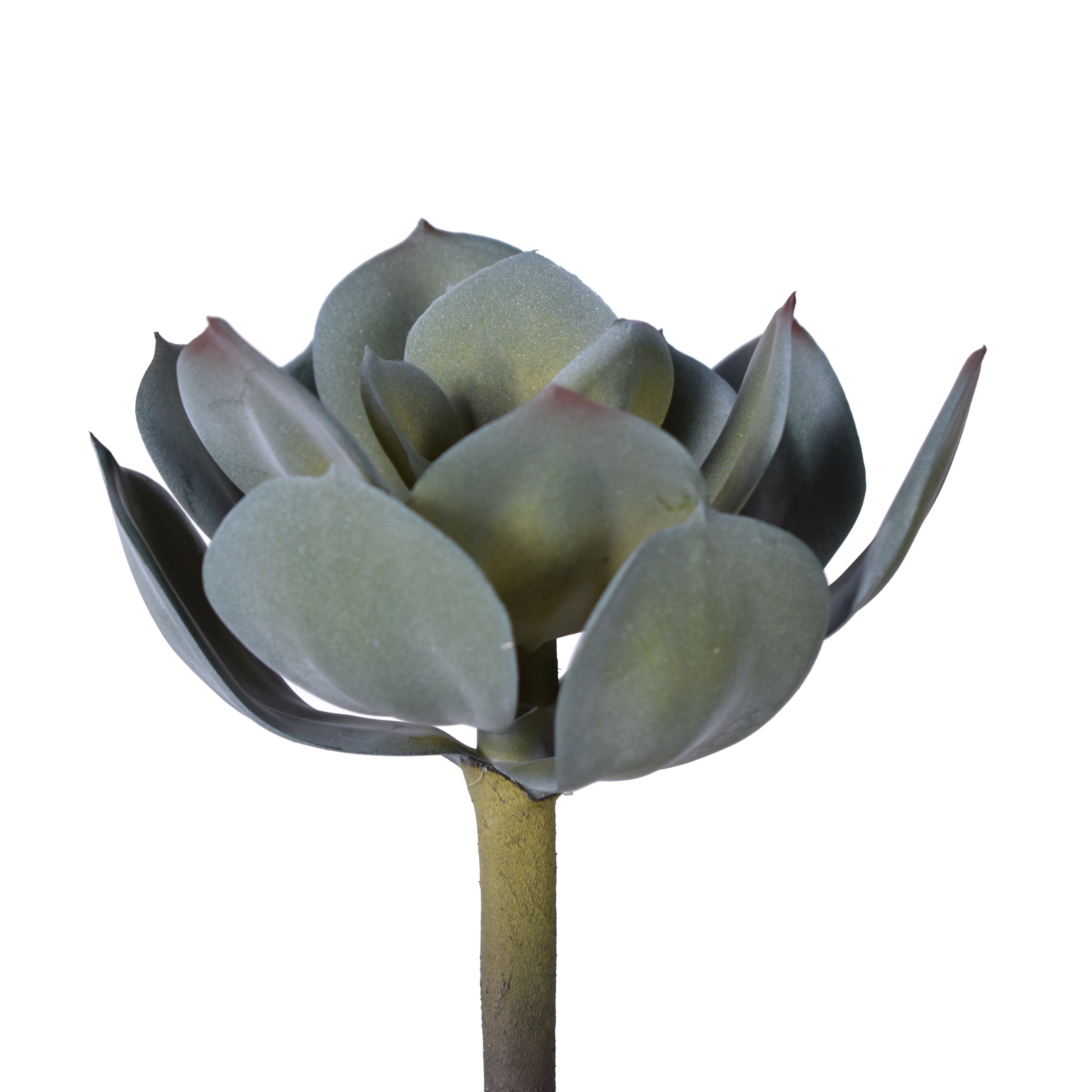 7" UV Protected Houseleek Pick SF1073UV