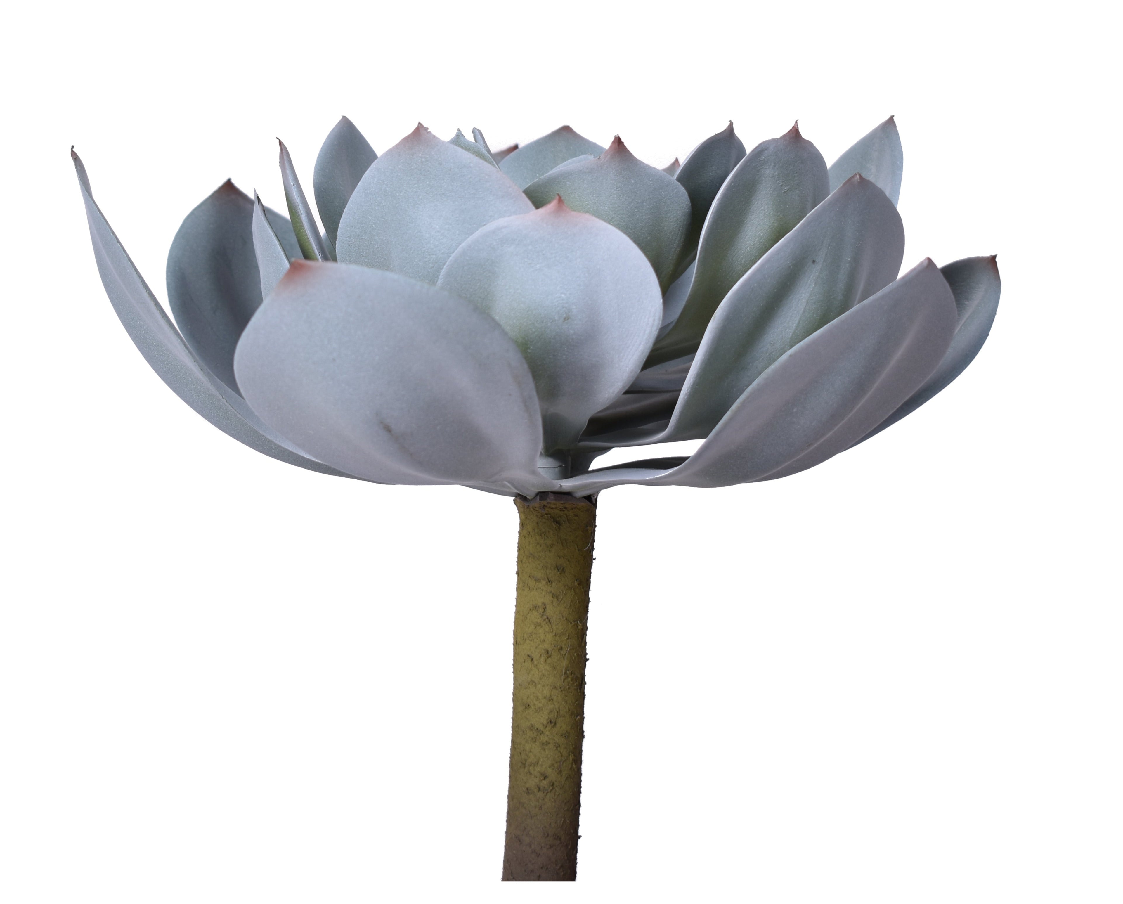 11" UV Protected Houseleek Pick SF1074UV