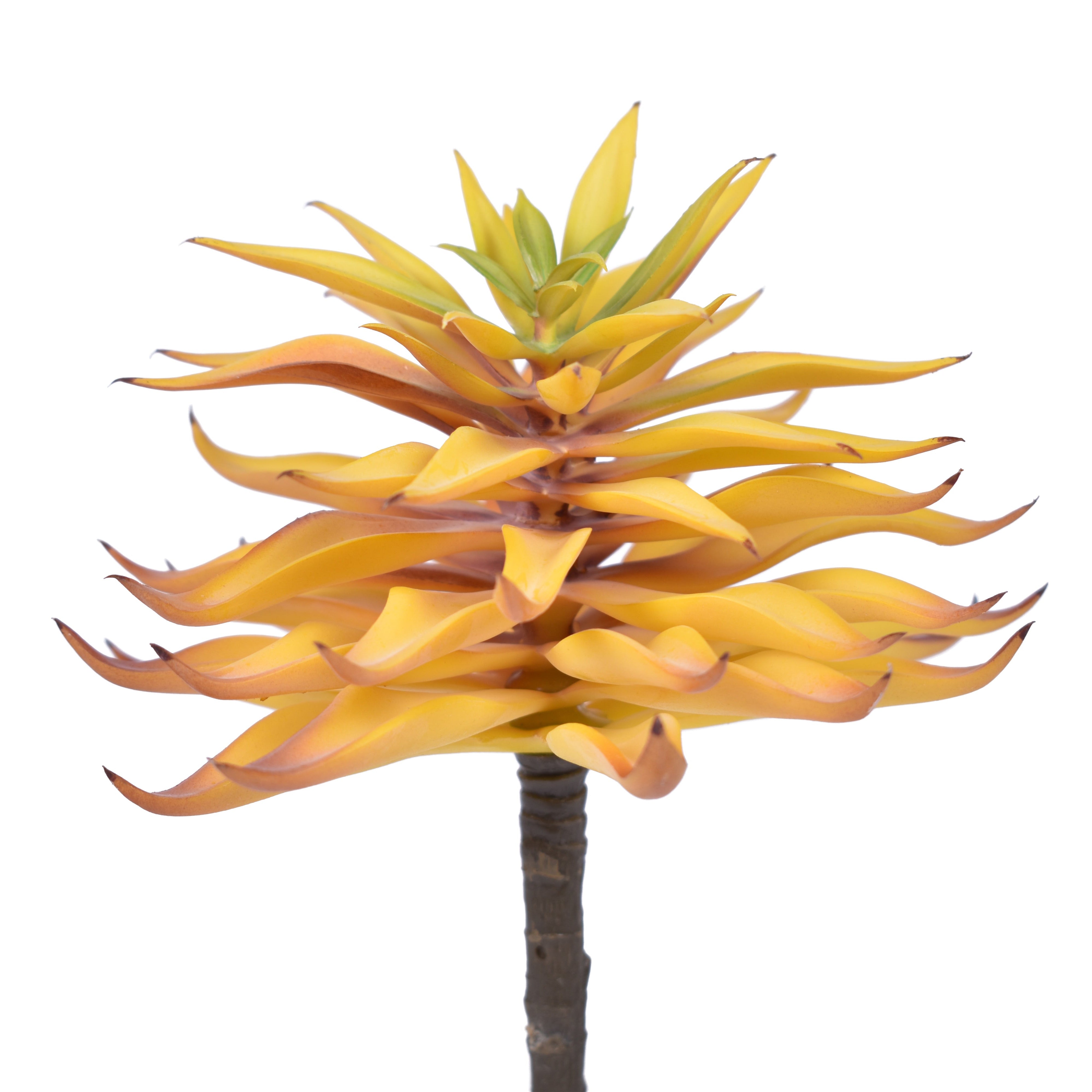 7" UV Protected Houseleek Pick SF1079UV