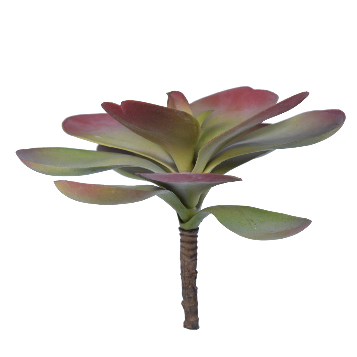 6.75" UV Protected Echeveria SF1102UV