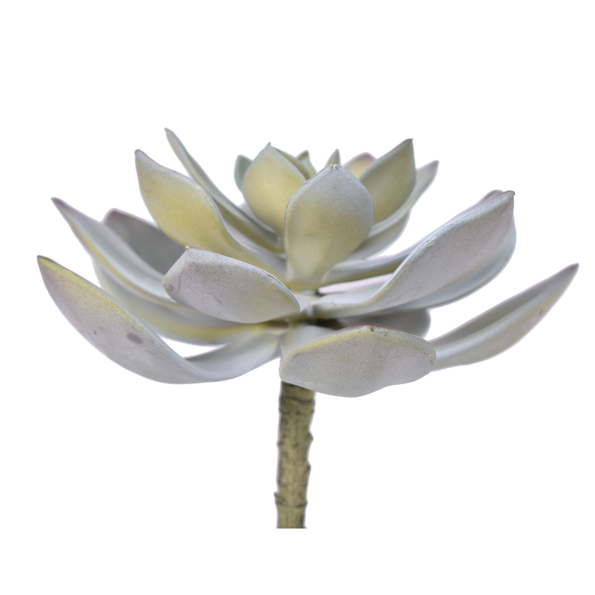 6" UV Protected Echeveria Stem SF1103UV