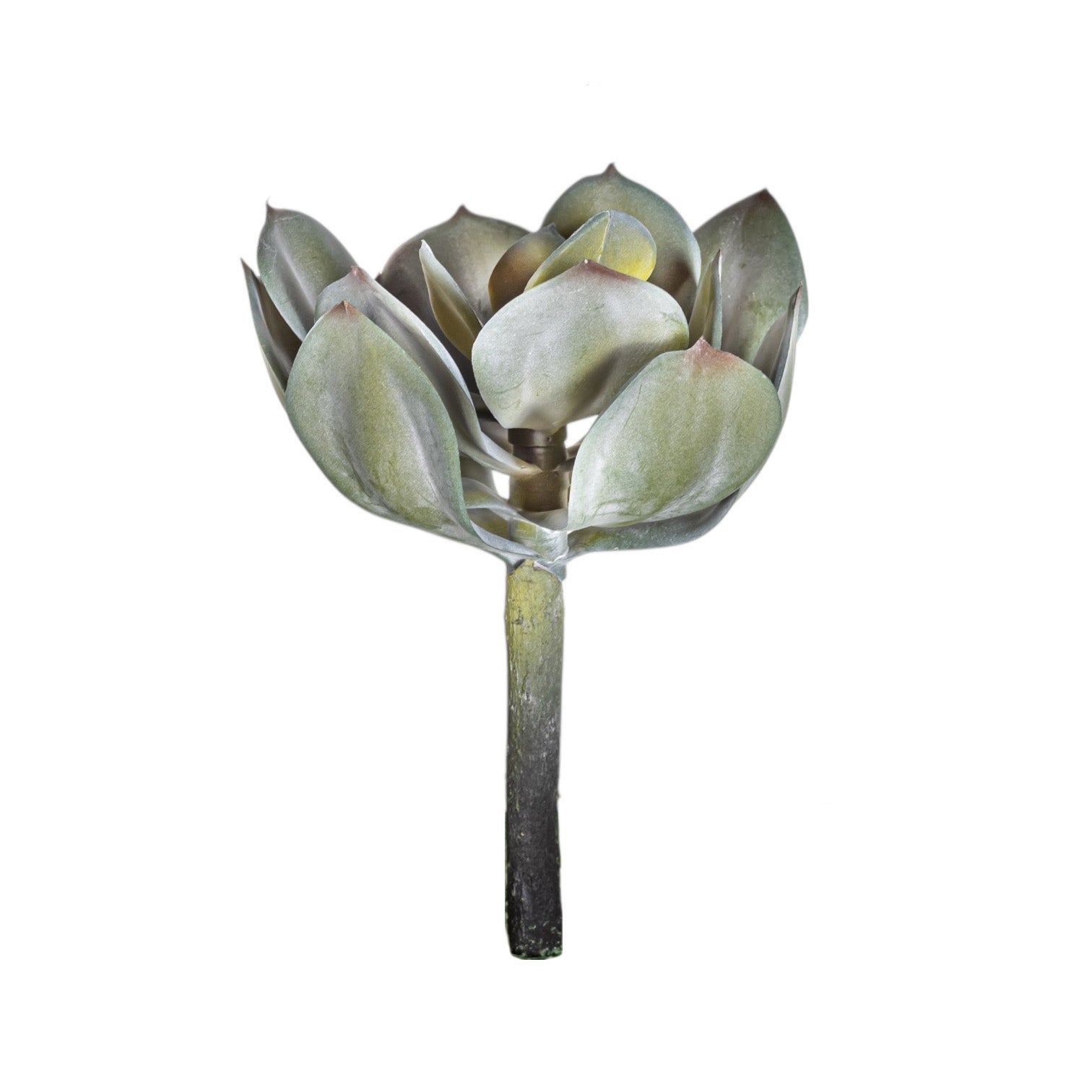 7" Houseleek-UV Treated SF1126UV