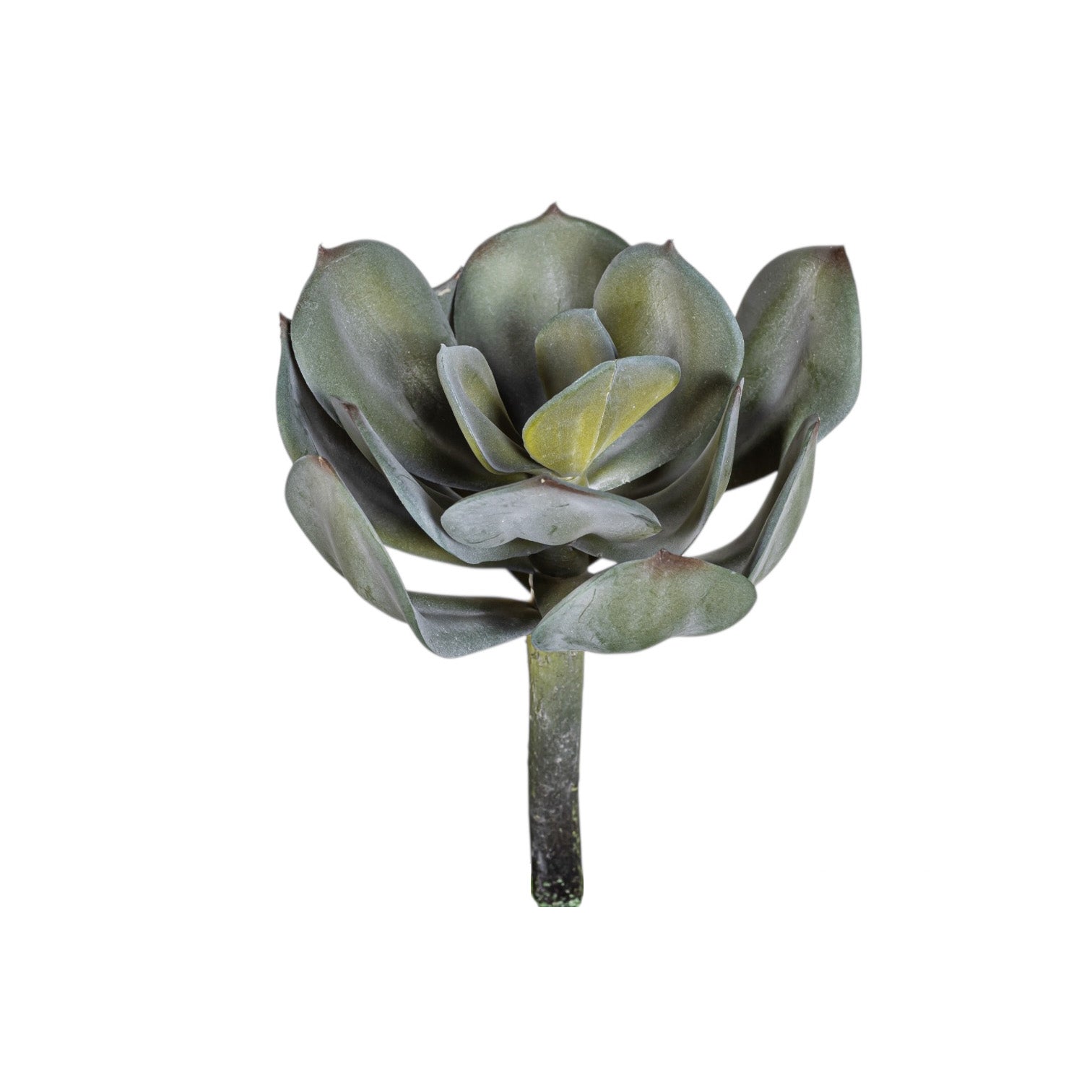 7" Houseleek-UV Treated SF1126UV