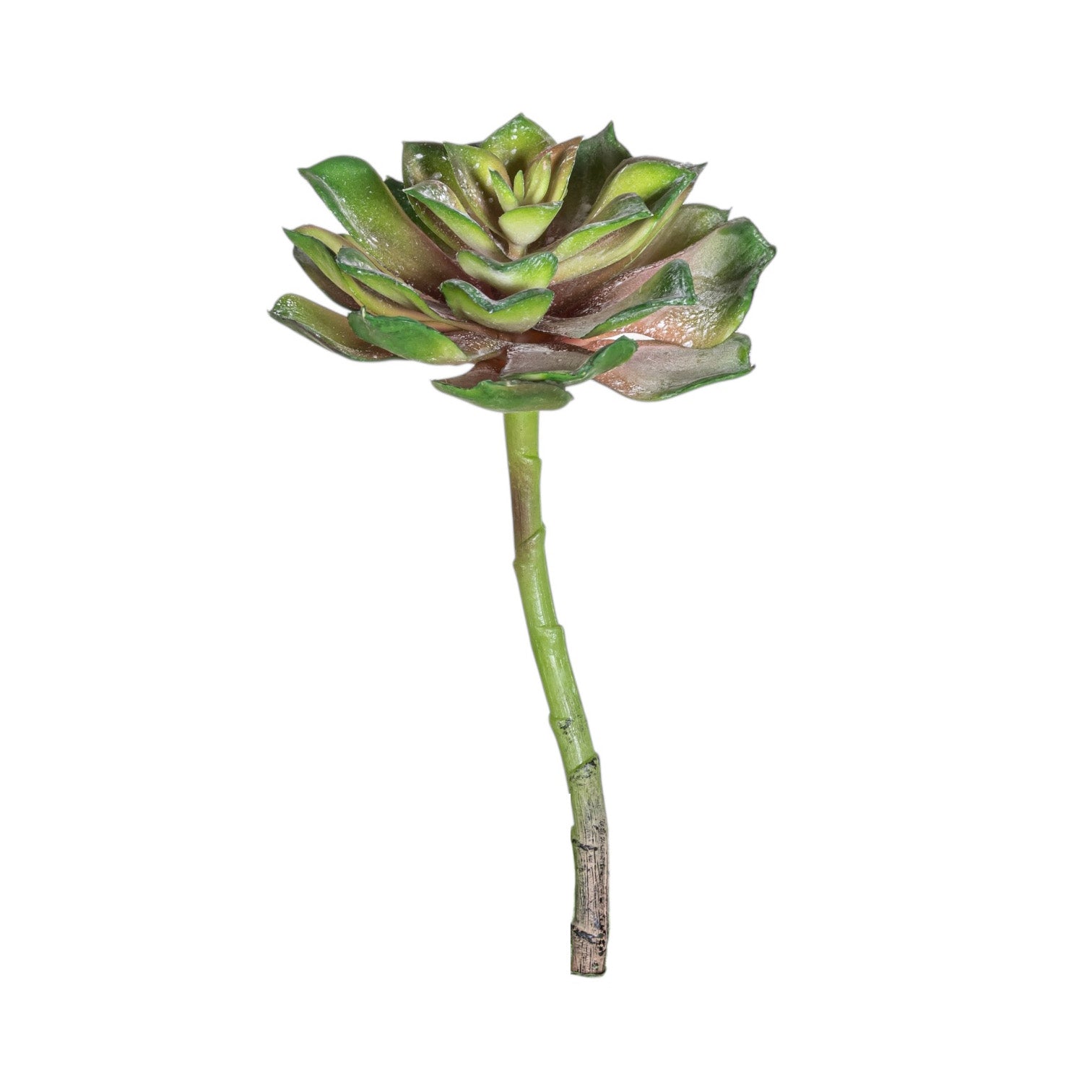 8" Aeonium Succulent Stem SF1130UV