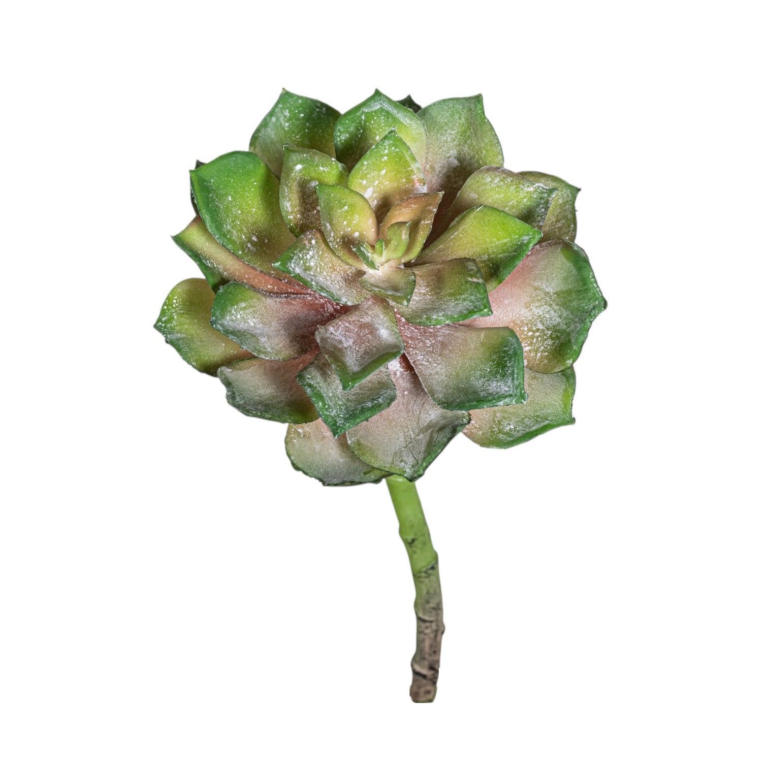 8" Aeonium Succulent Stem SF1130UV