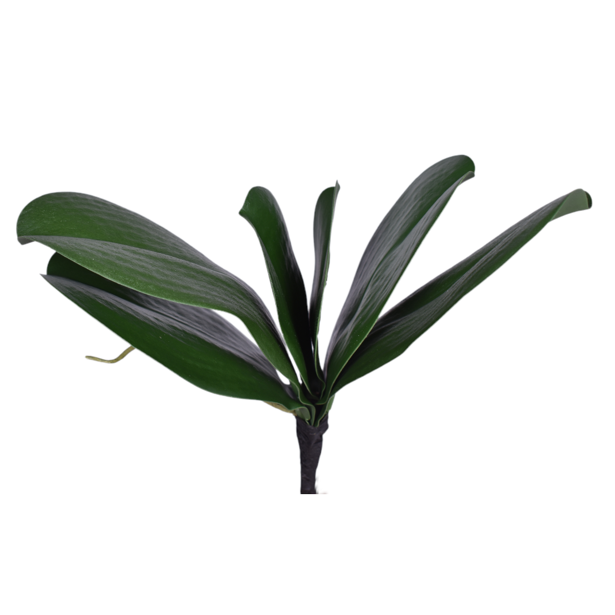9" Orchid Leaf ST1133