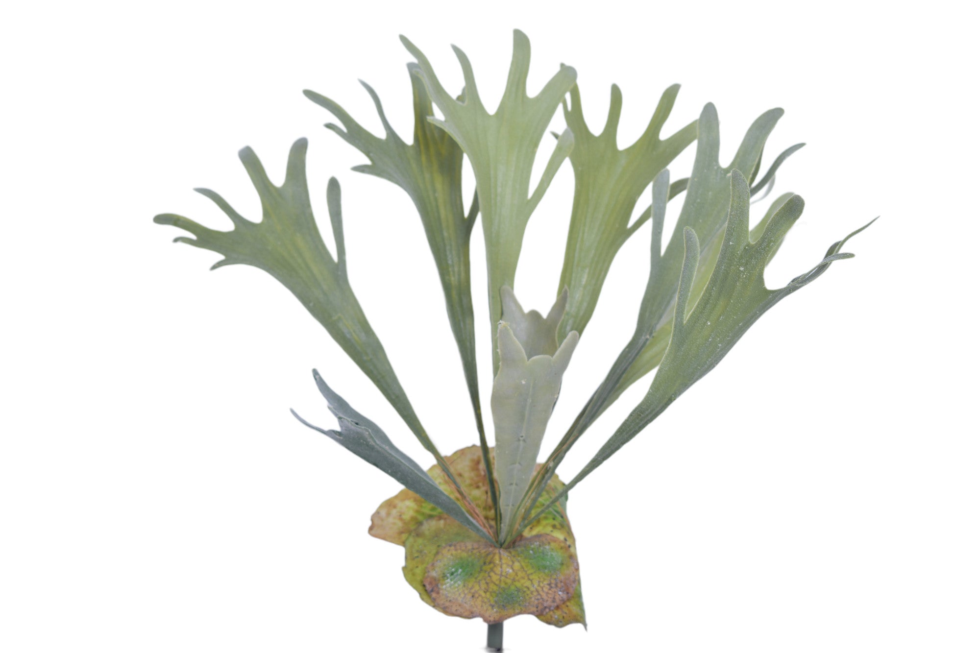 20" Staghorn Fern ST1138