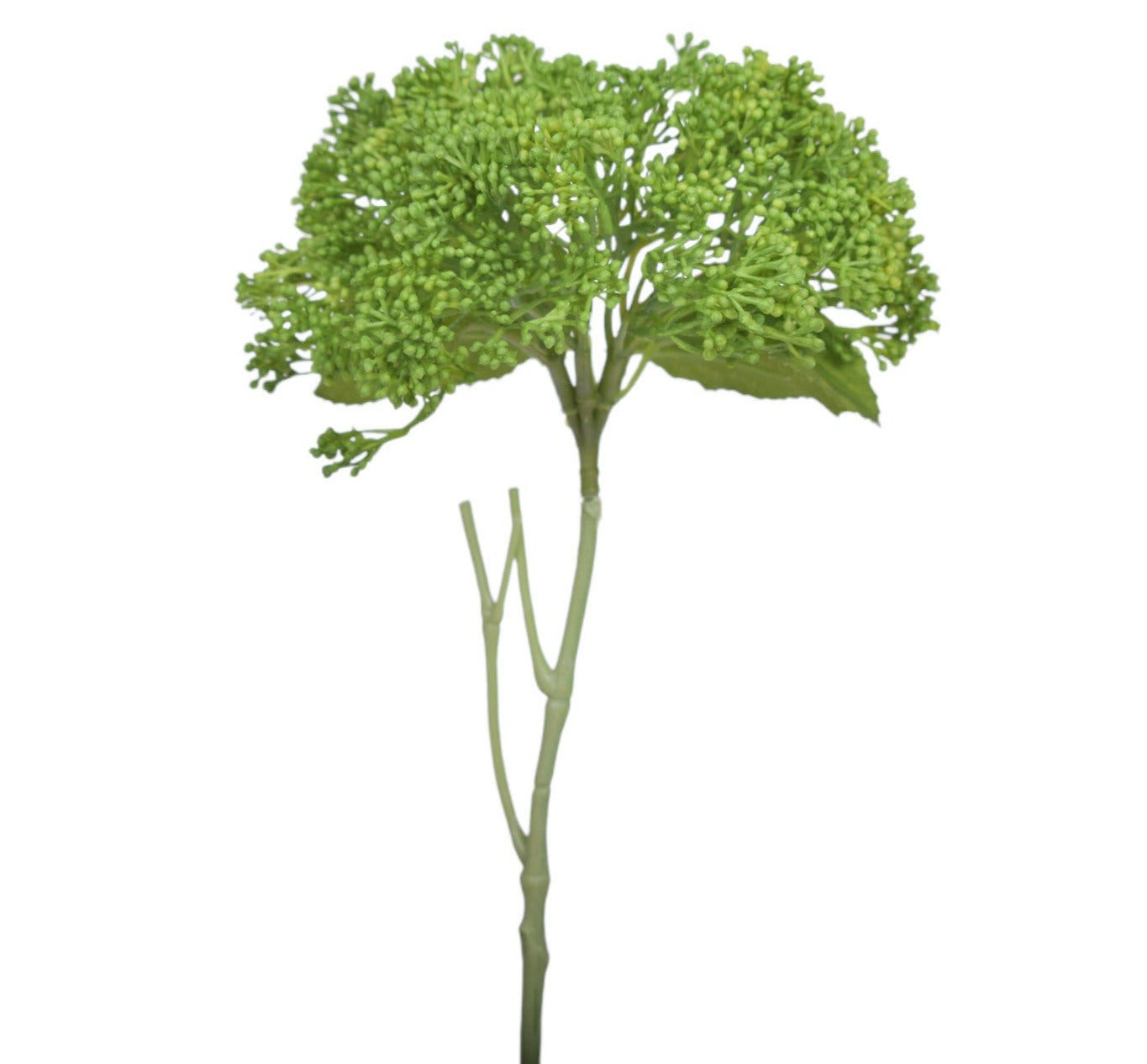 11" Skimmia Stem- UV Treated ST1147UV