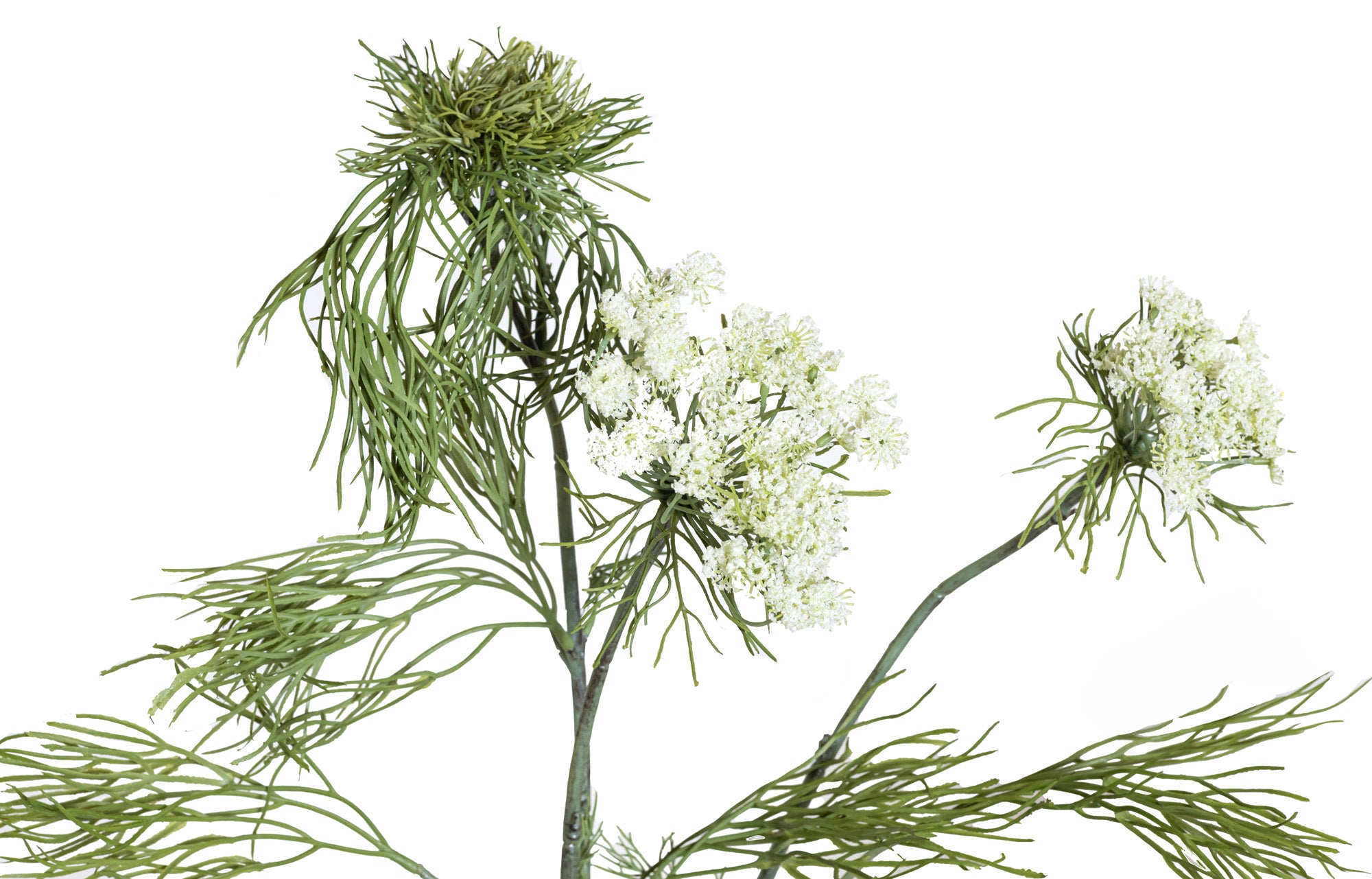31” Queen Anne's Lace - UV ST1191UV