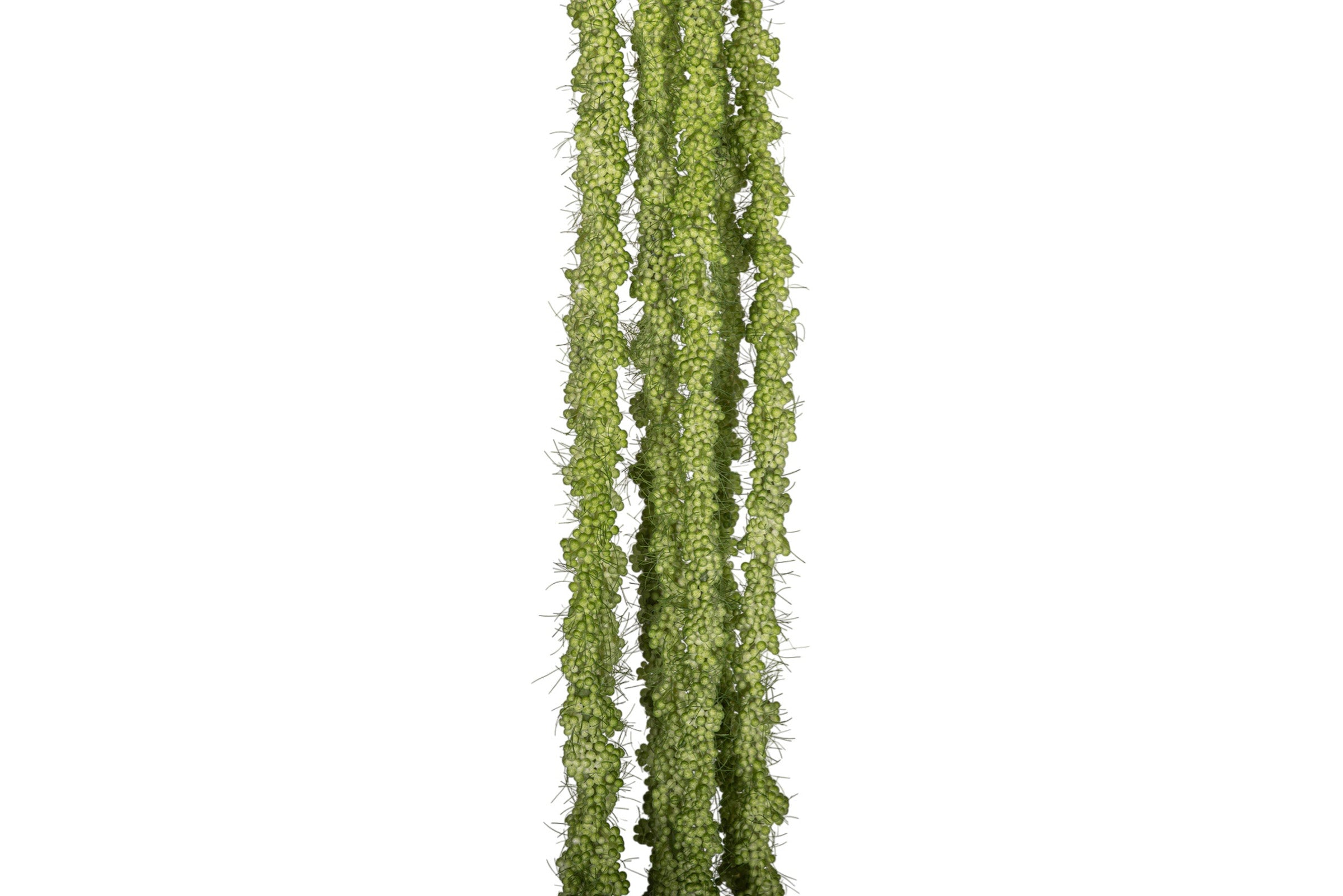 44" Amaranthus Spray Stem - Green ST1202