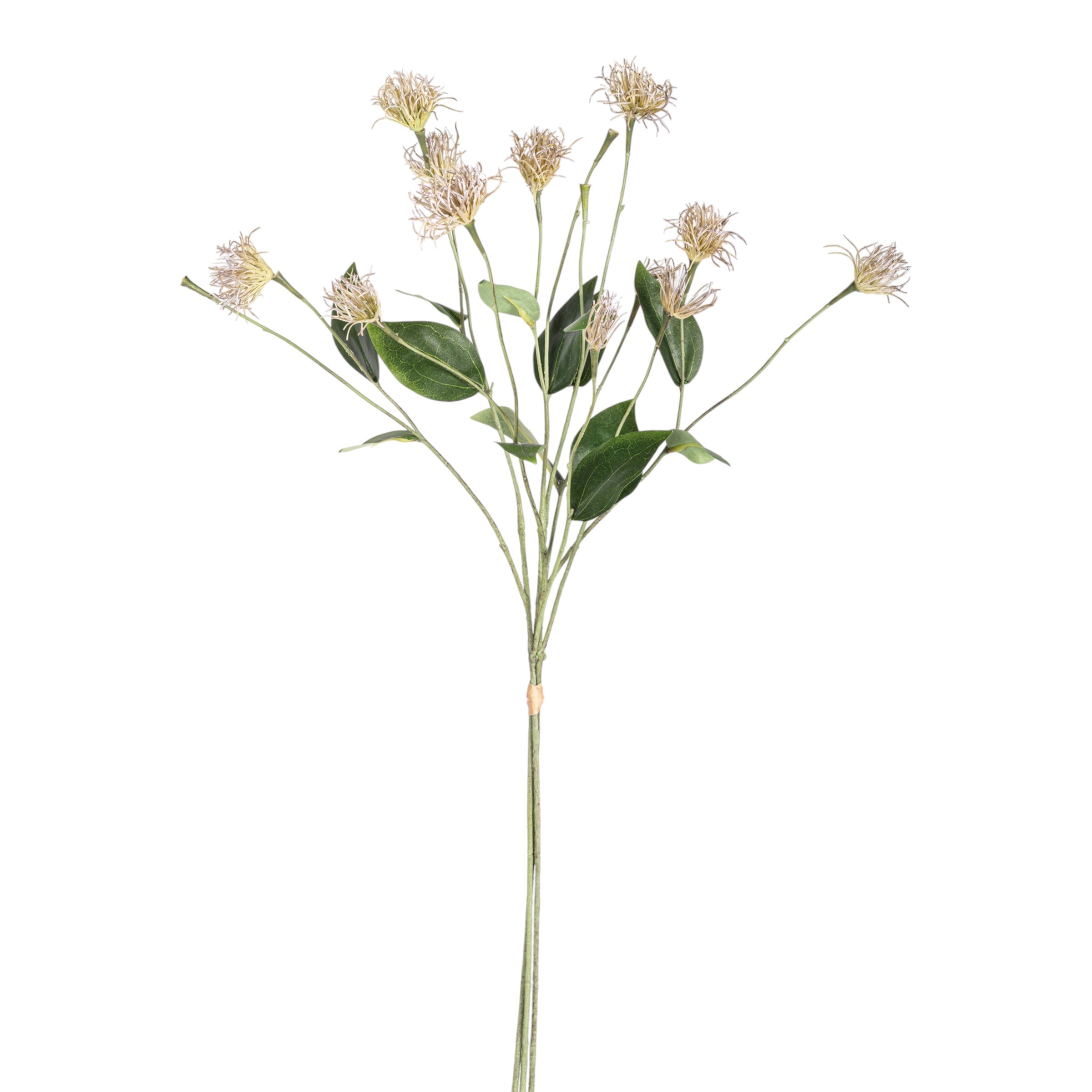 27" Clematis Pod Stem Bundle ST1204