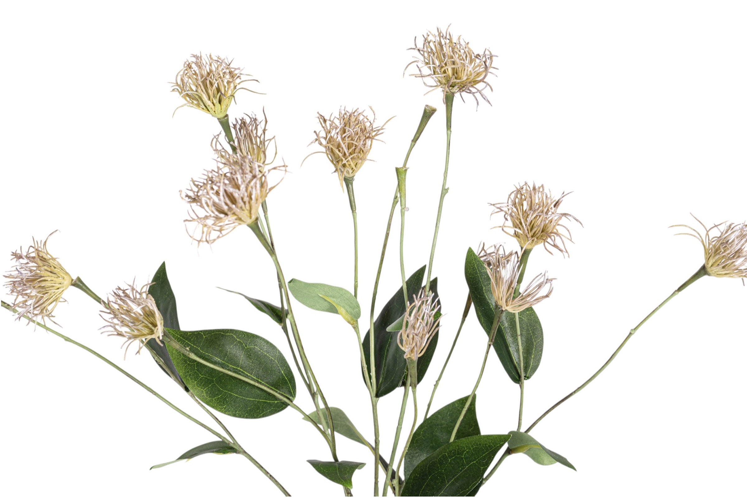 27" Clematis Pod Stem Bundle ST1204