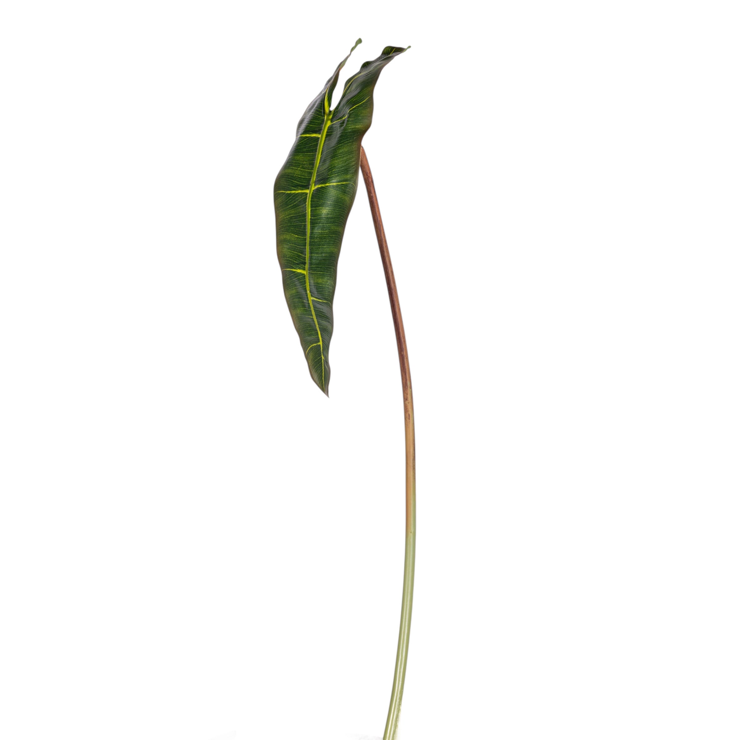 23" Philodendron Spiritus Leaf Stem ST1213