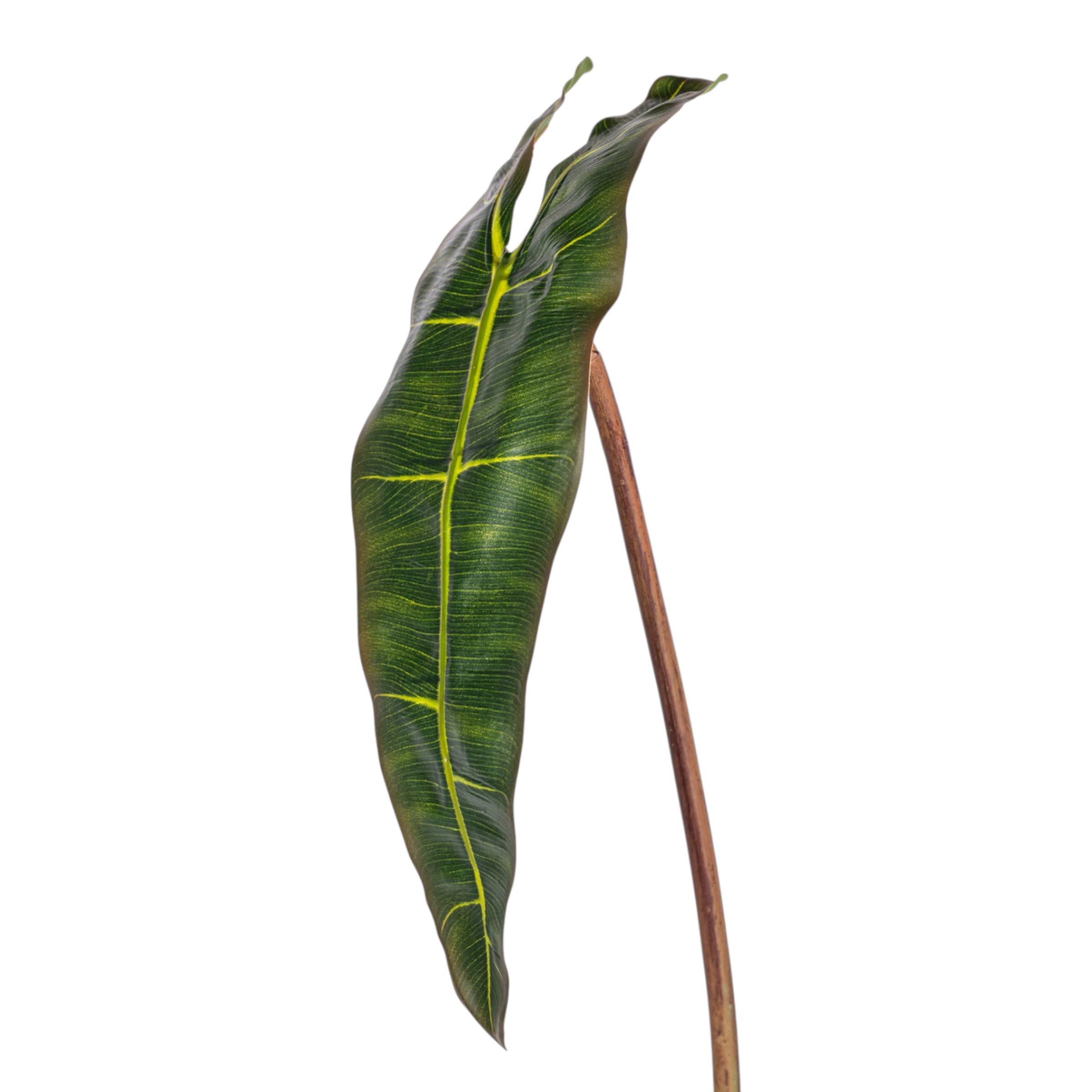 23" Philodendron Spiritus Leaf Stem ST1213