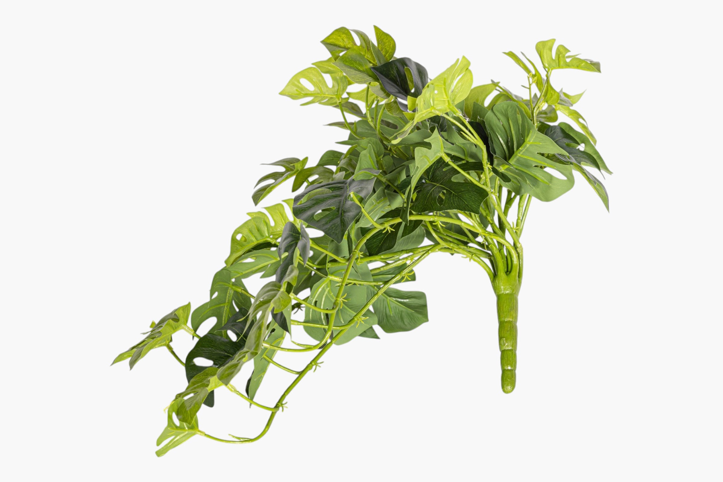 19" Split Philodendron Hanging Stem - UV Treated ST1234UV