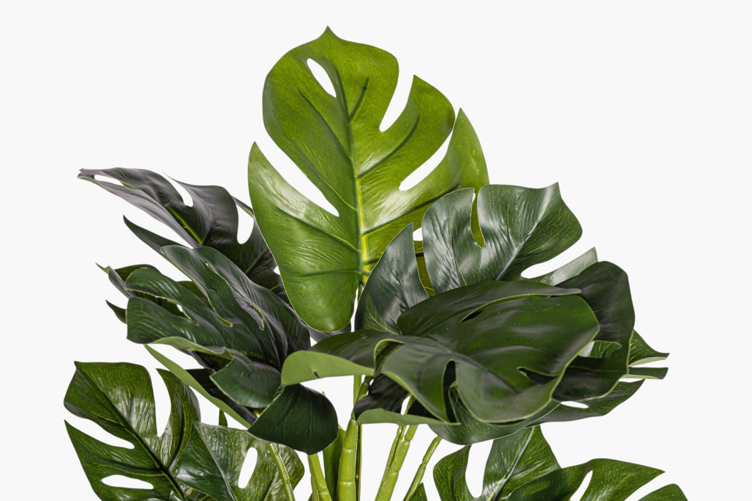 15" Monstera Bush Stem - UV Treated ST1238