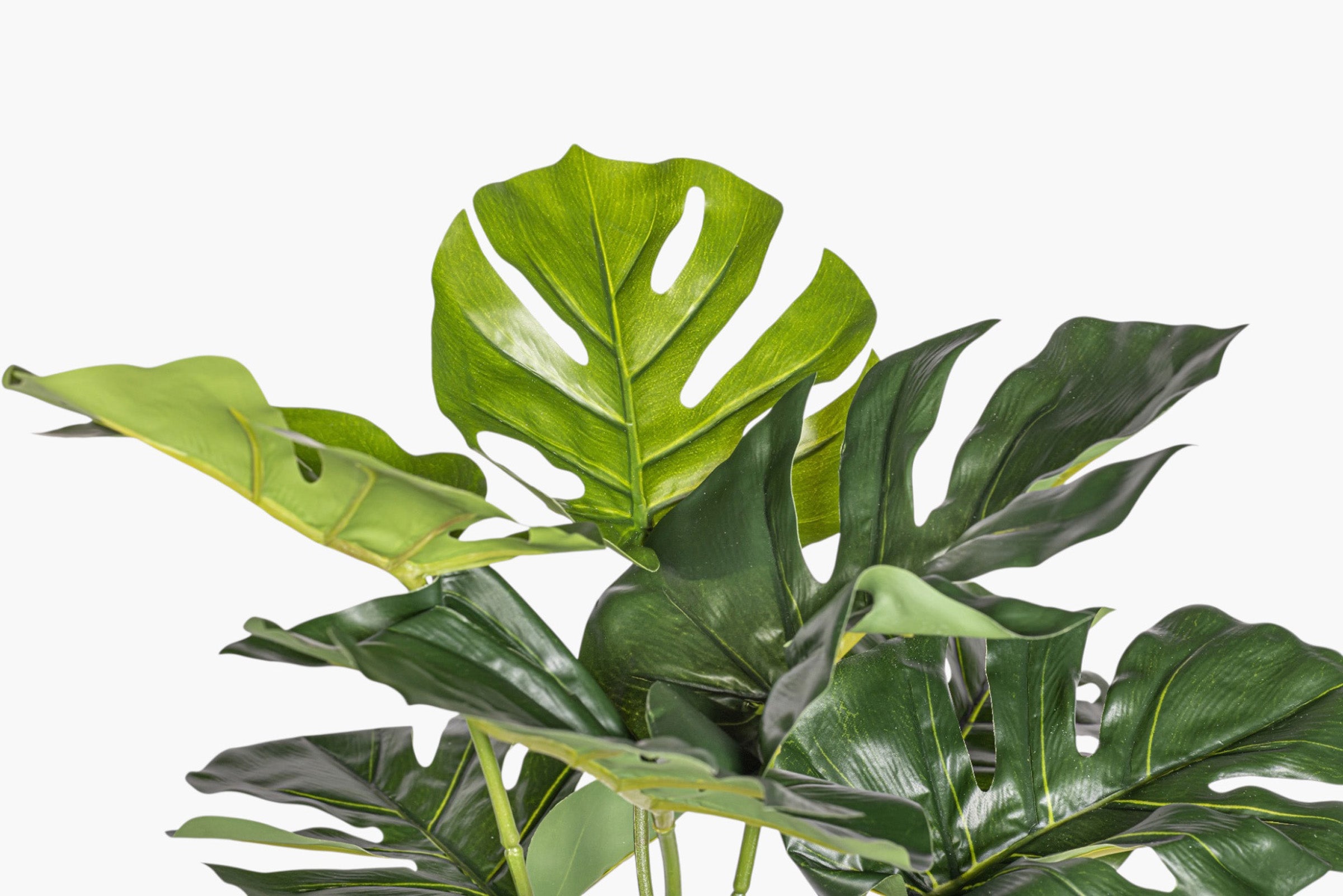 21" Split Philodendron Bush Stem - UV Treated ST1241