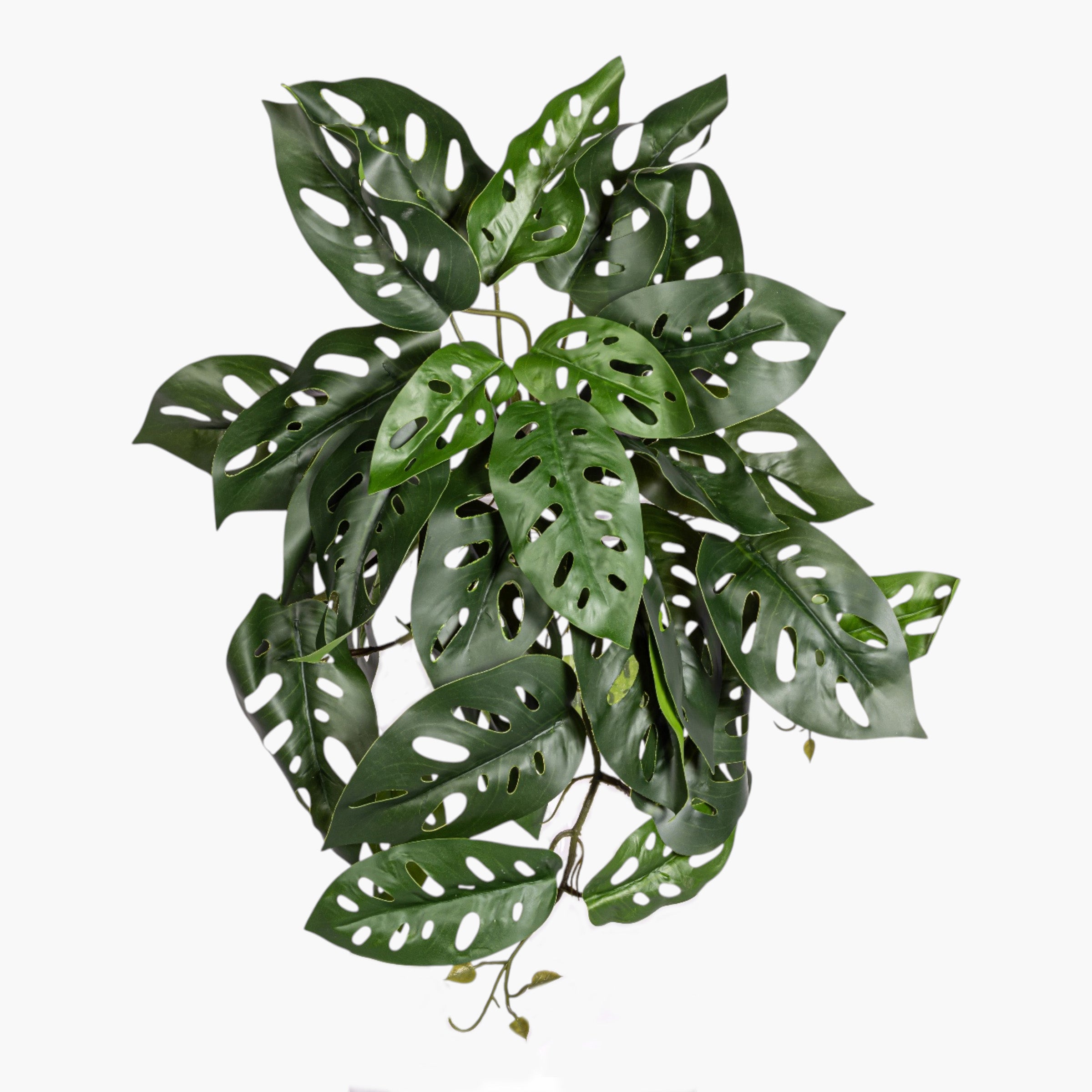 19" Andanson's Monstera Hanging Stem ST1243