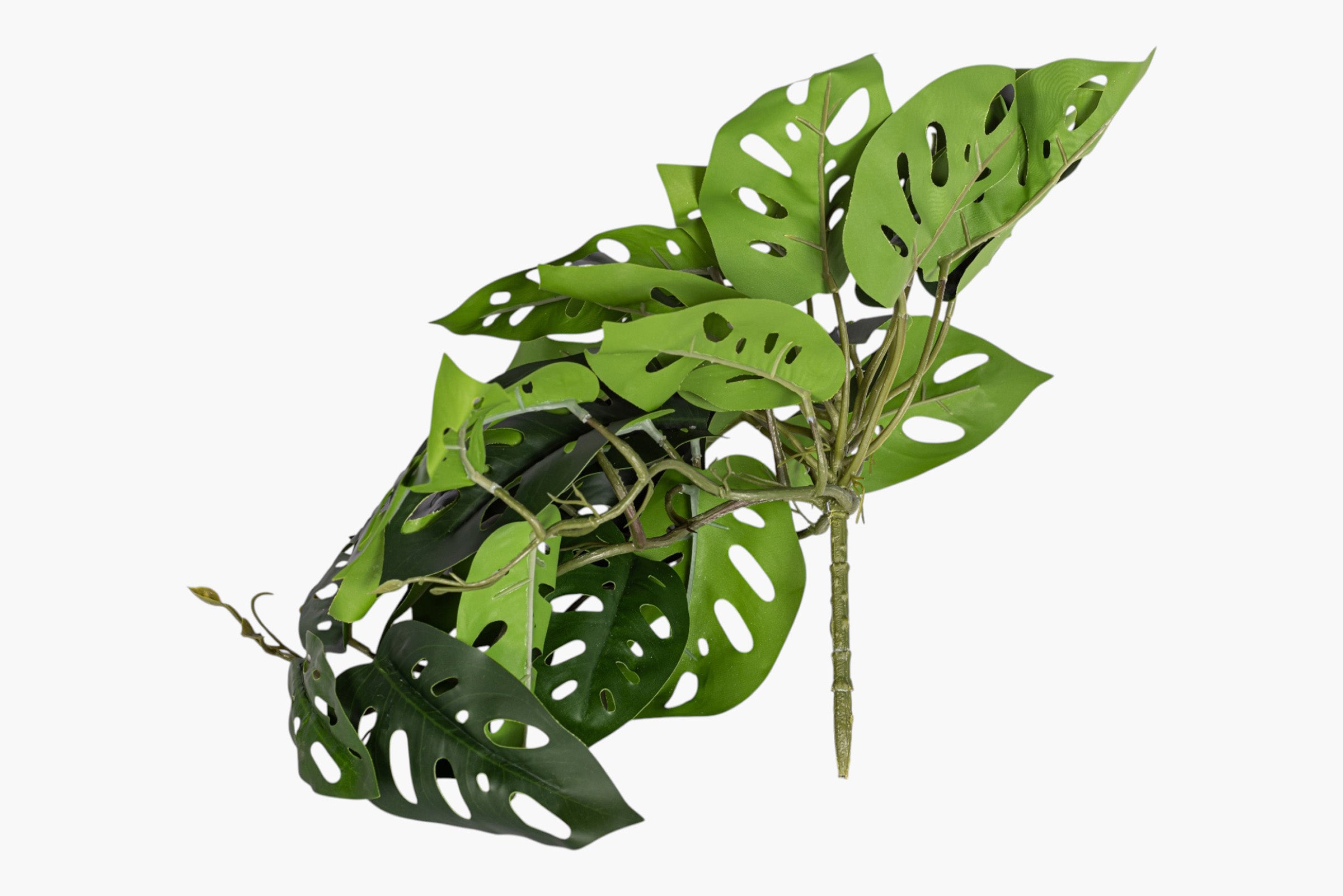 19" Andanson's Monstera Hanging Stem ST1243