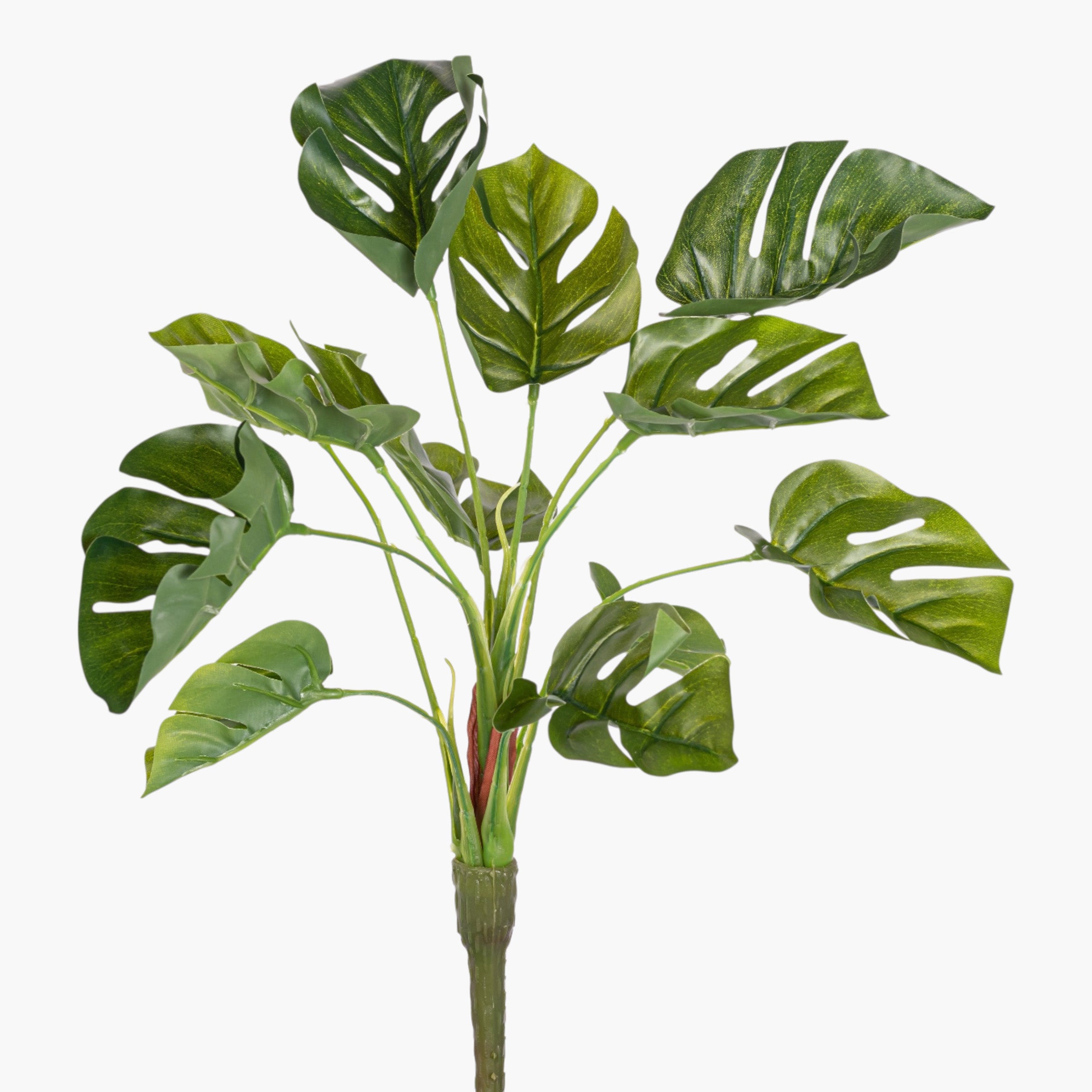 13" Split Philodendron Bush Stem ST1246