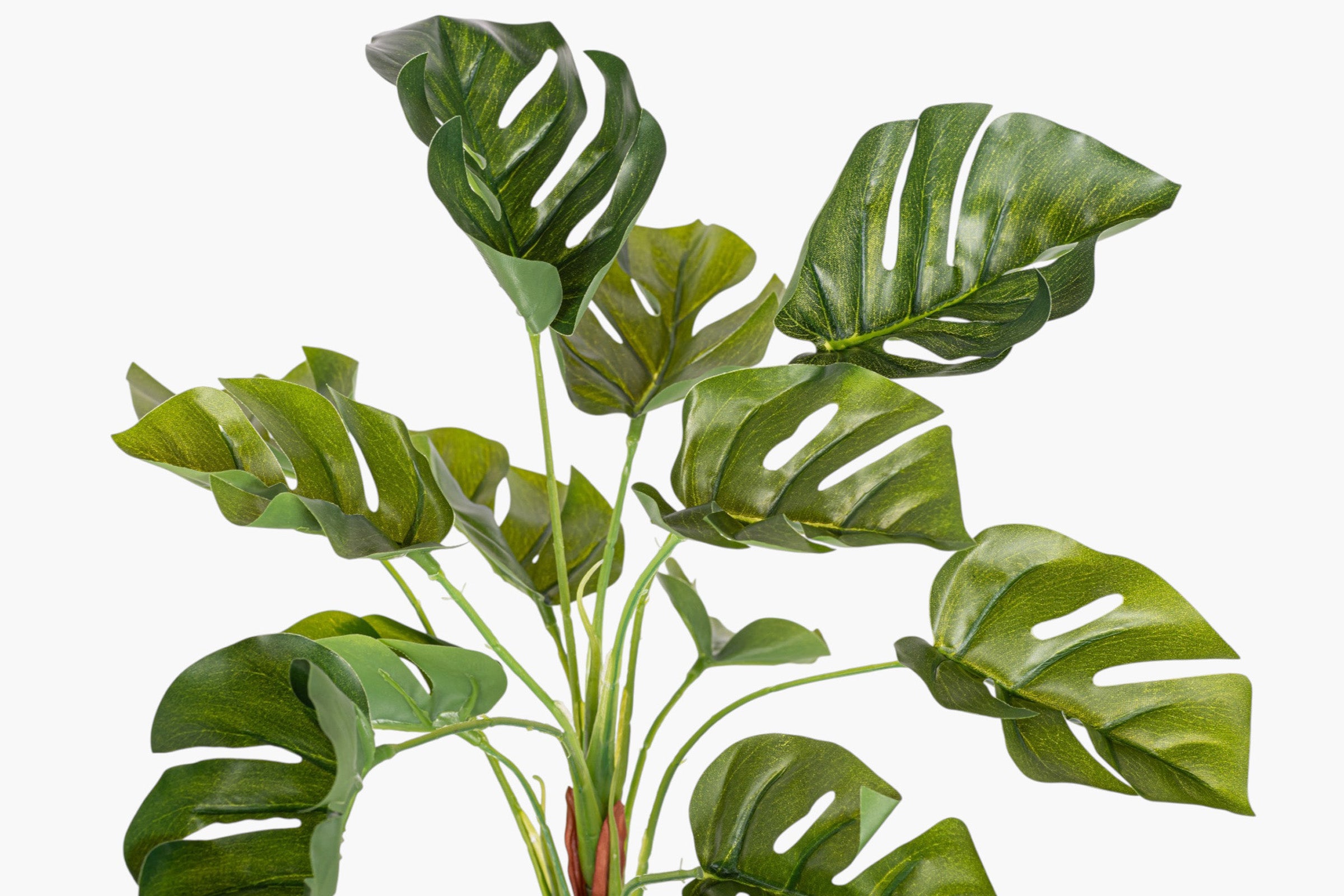 13" Split Philodendron Bush Stem ST1246