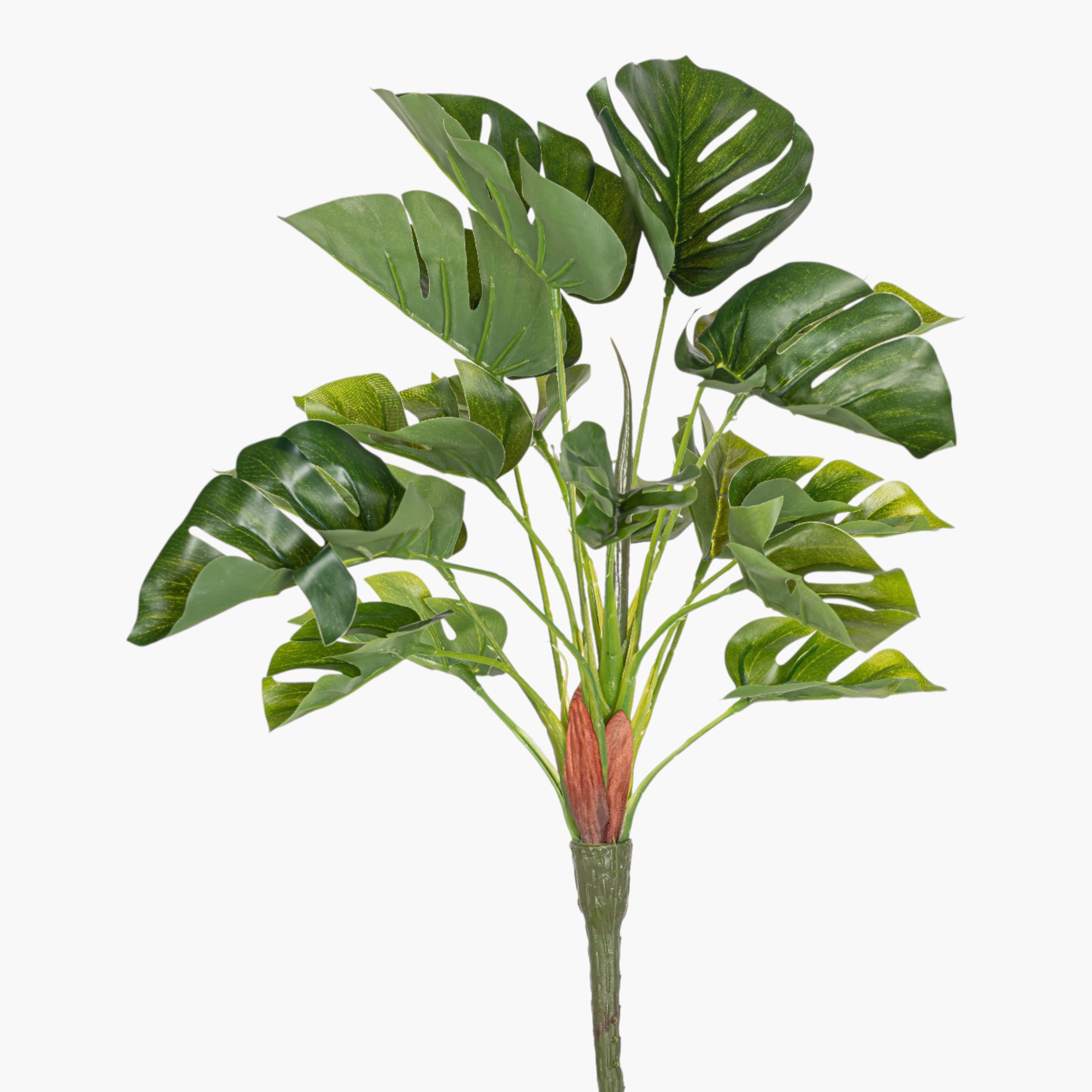 15" Split Philodendron Bush Stem ST1247