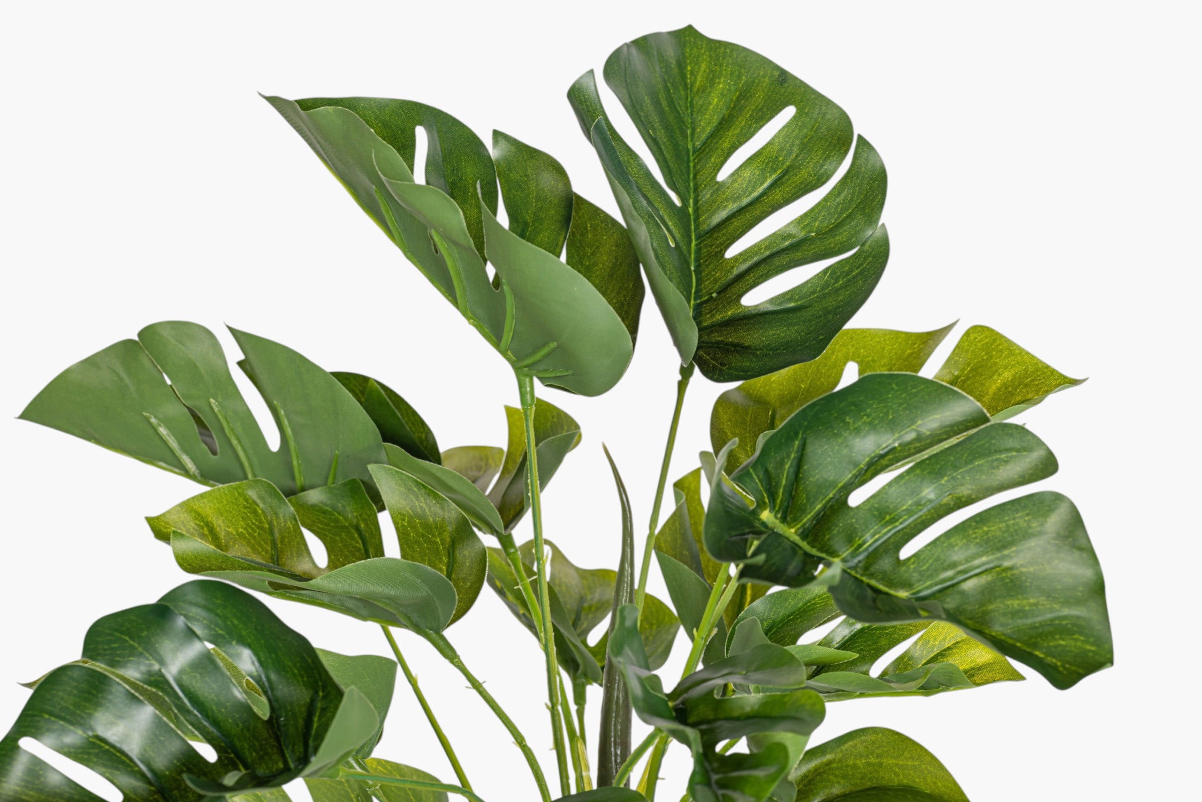 15" Split Philodendron Bush Stem ST1247