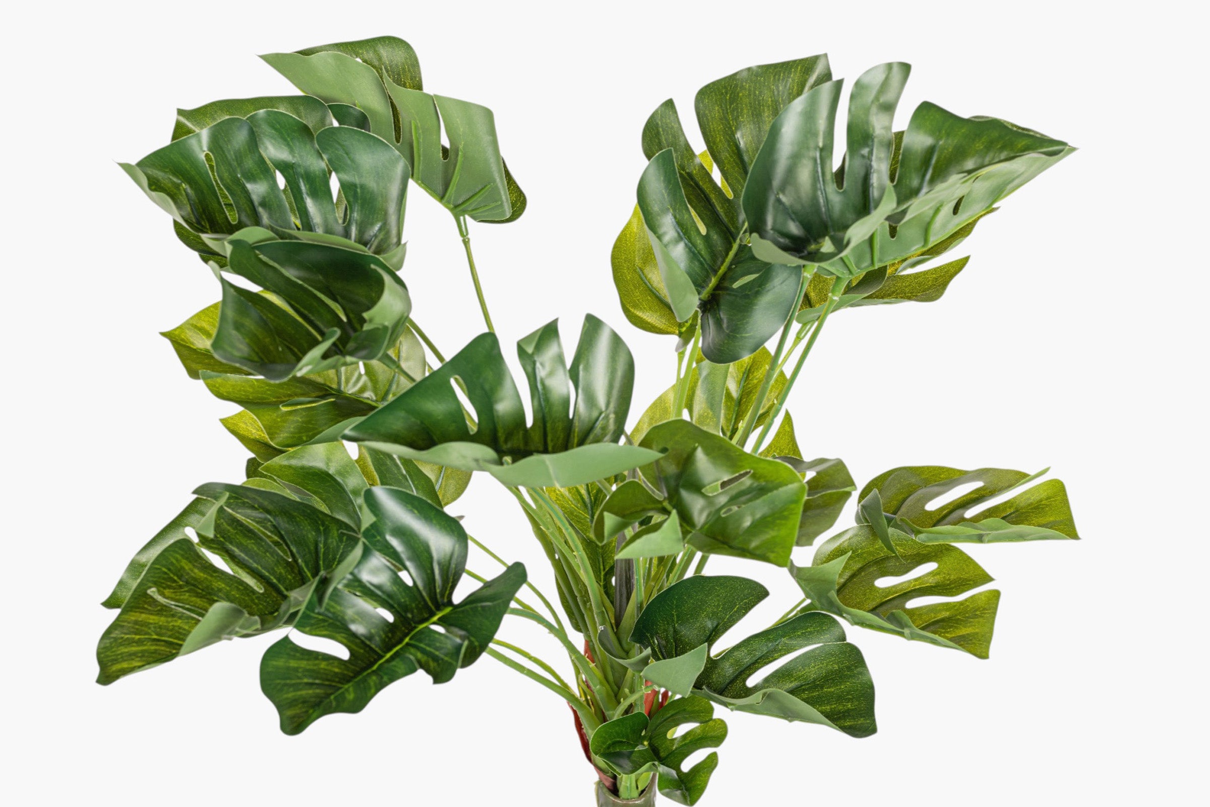 18" Split Philodendron Bush Stem ST1248