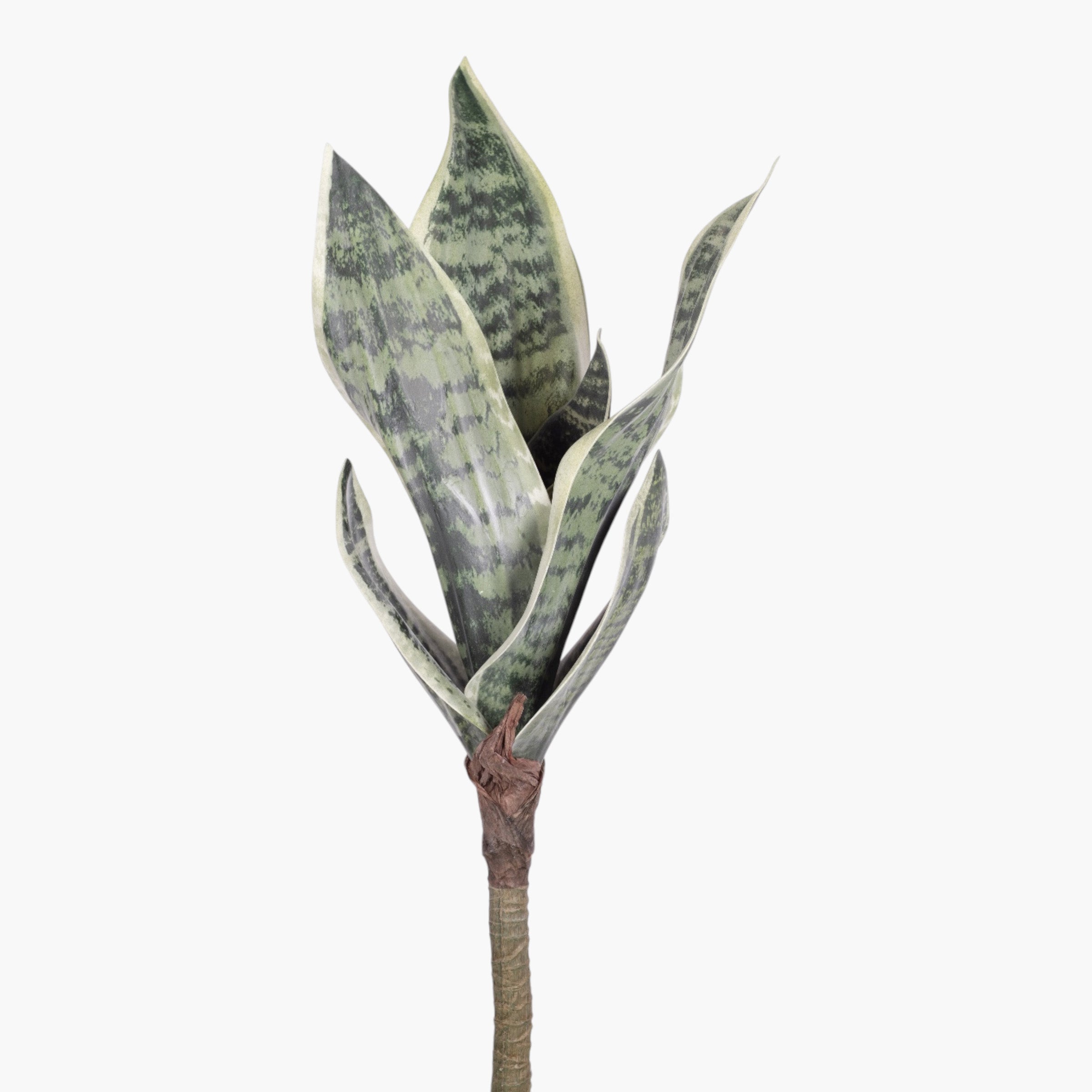 16" Sanseveria Stem ST1249