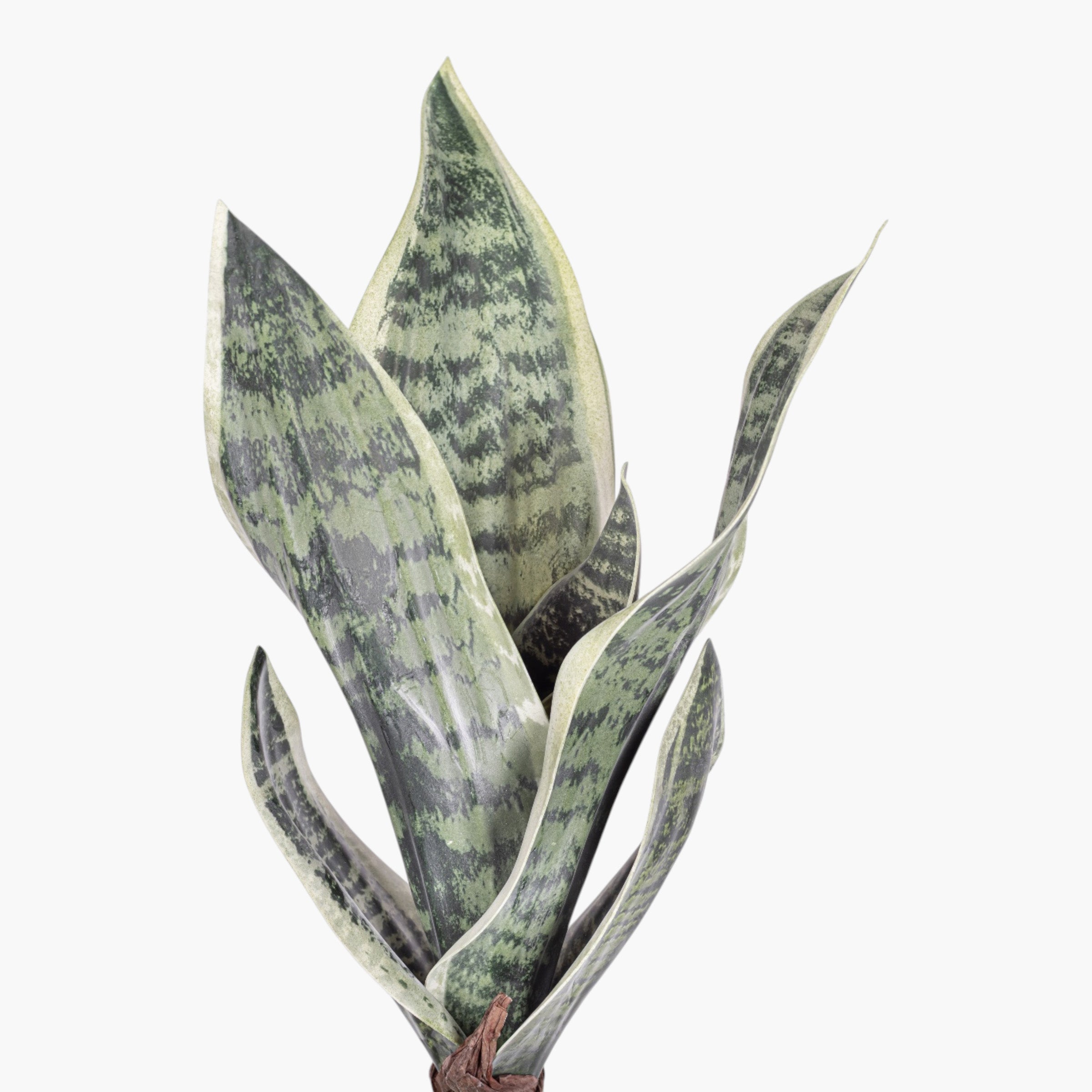 16" Sanseveria Stem ST1249