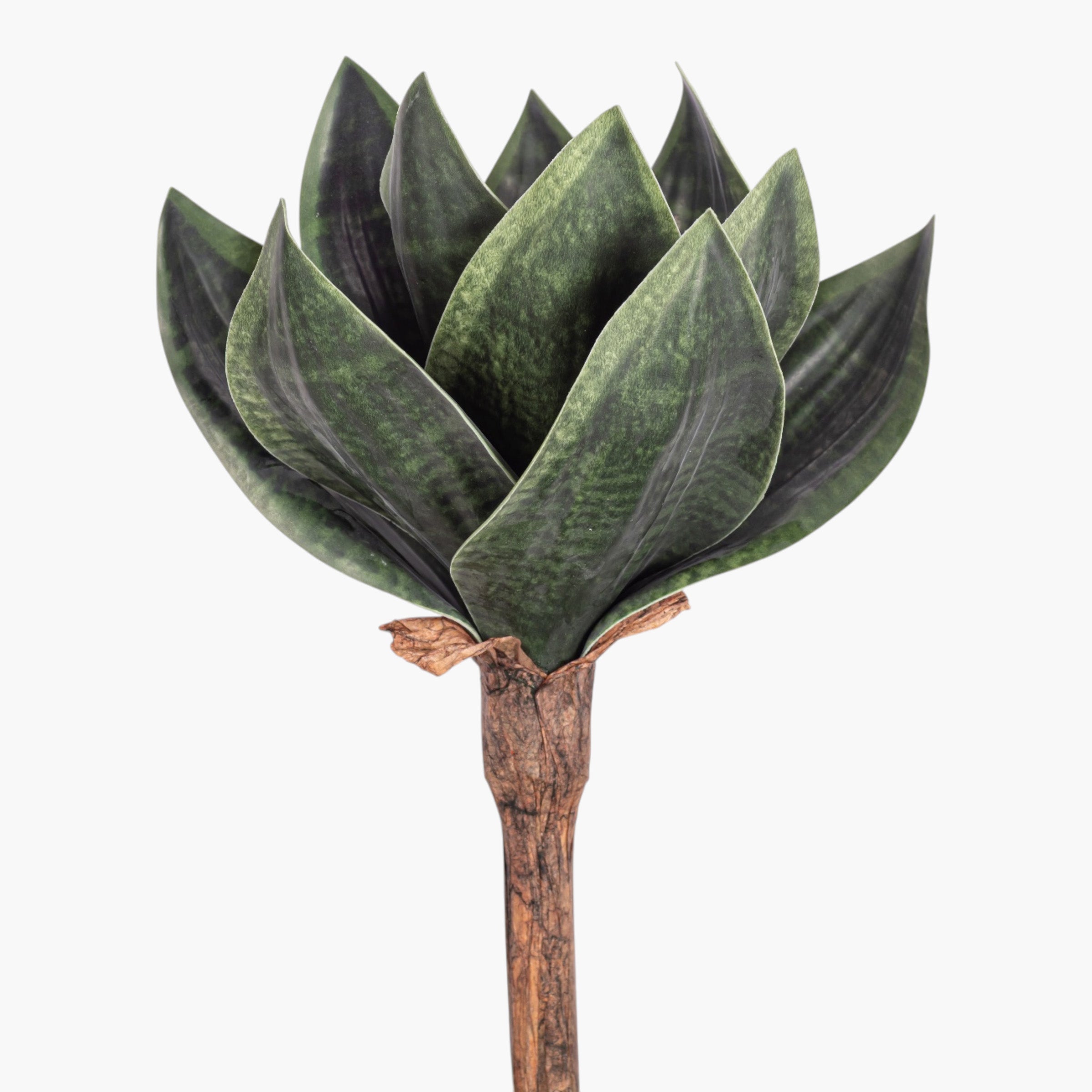 11" Sansevieria Stem ST1252