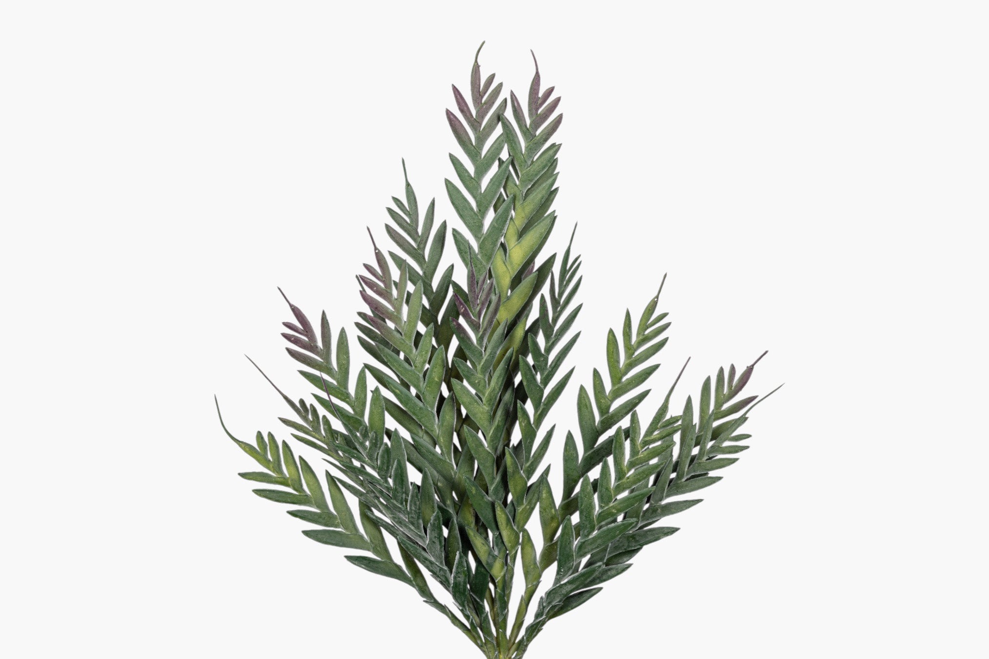 43" Grevillea Spray ST1258